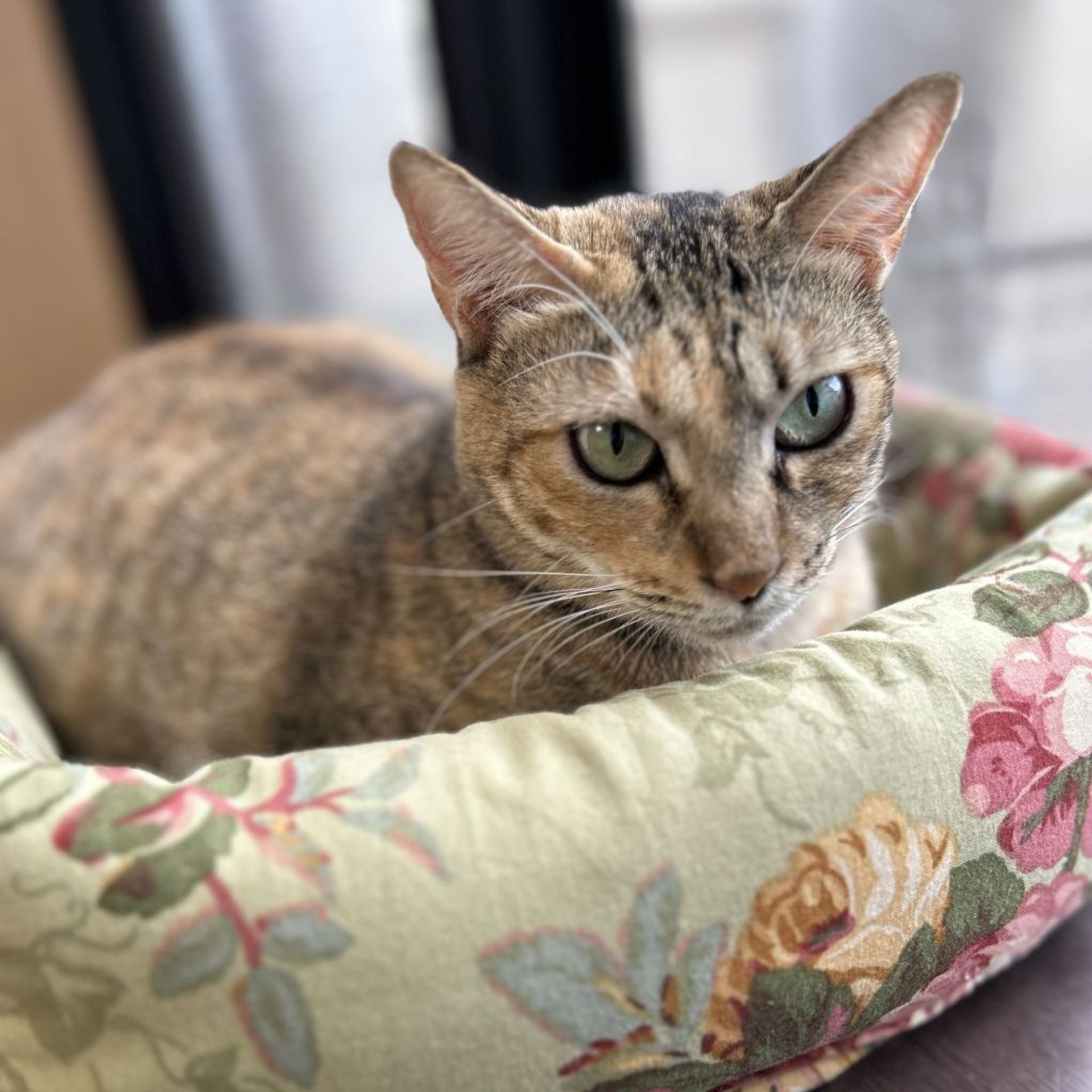 雑種（ミックス猫）・メスの里親募集の写真