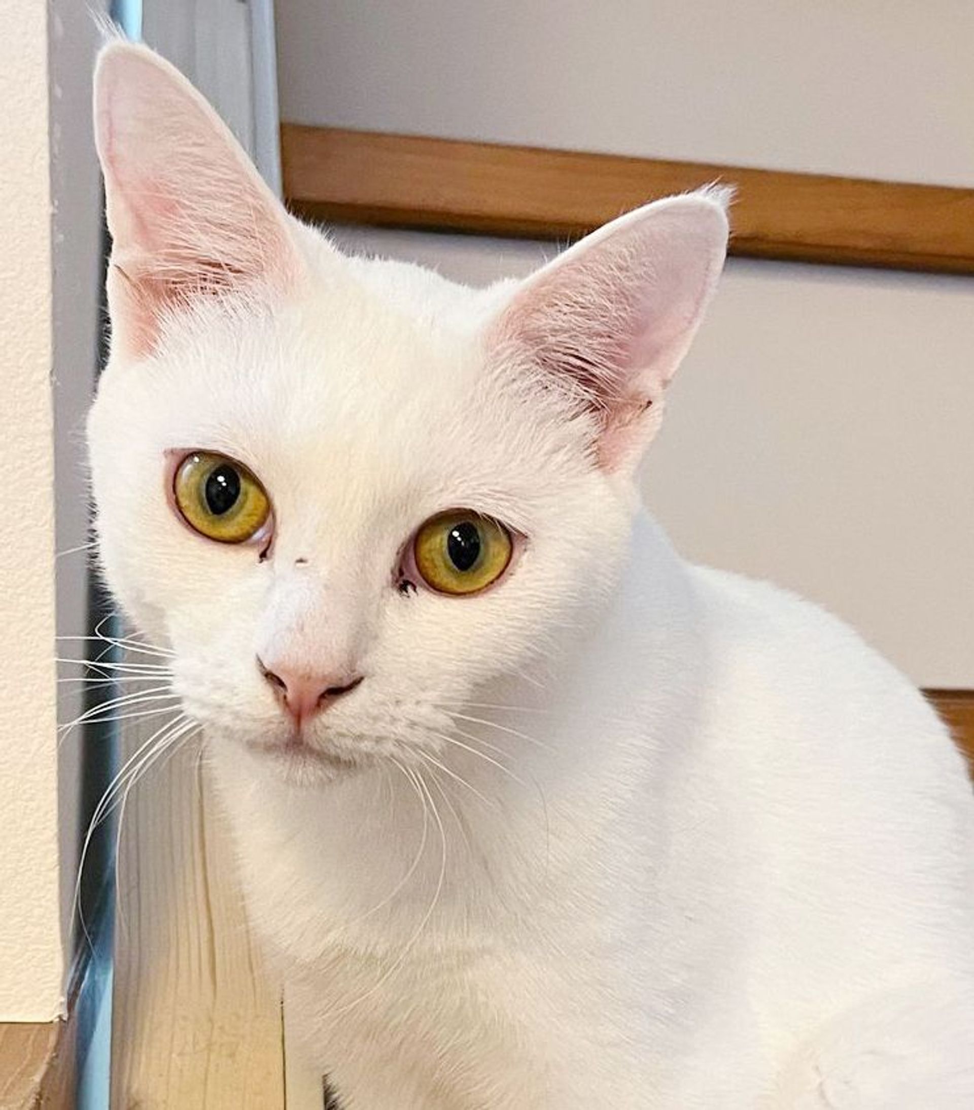 雑種（ミックス猫）・オスの里親募集の写真