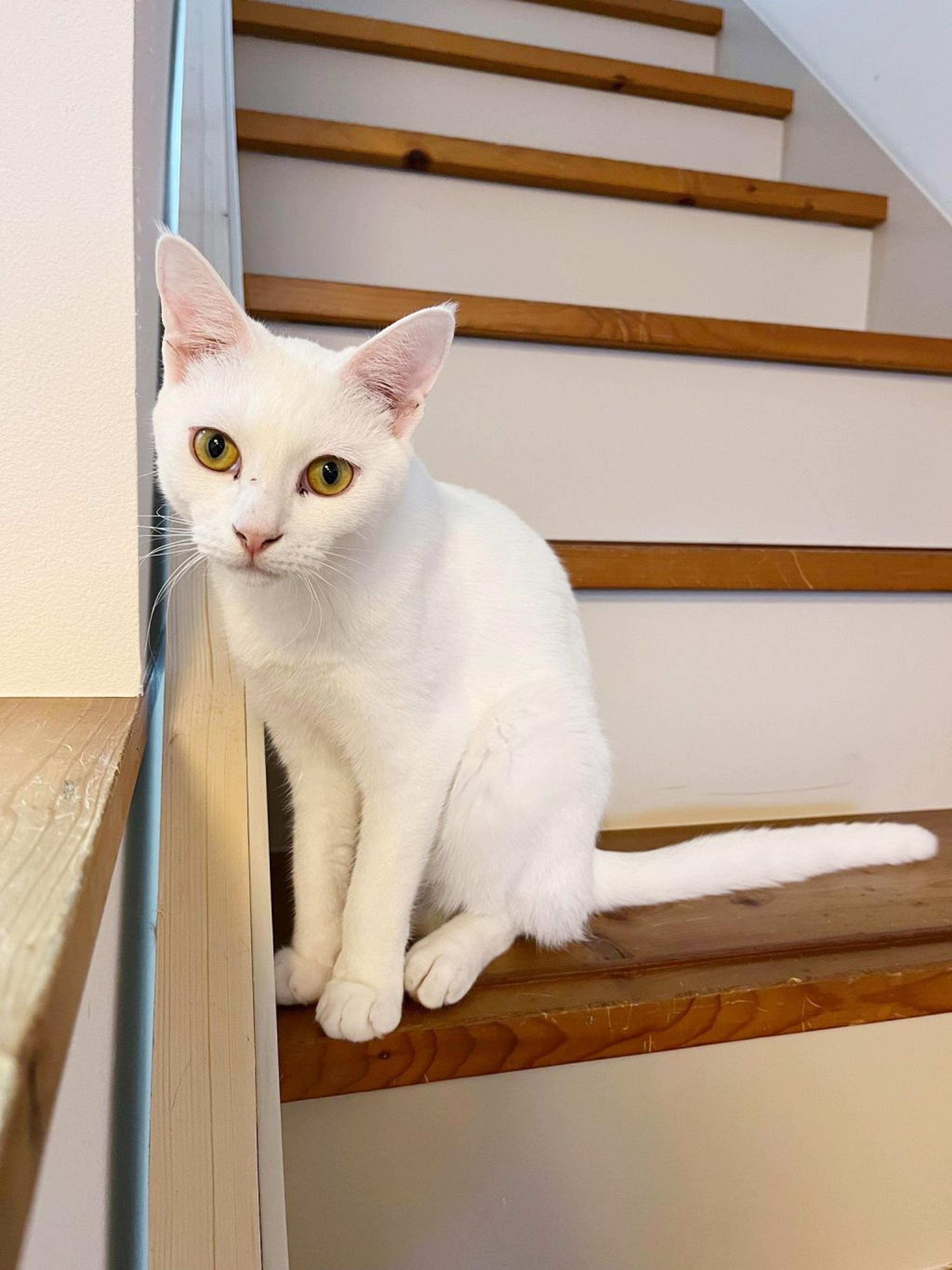 pet-image-3