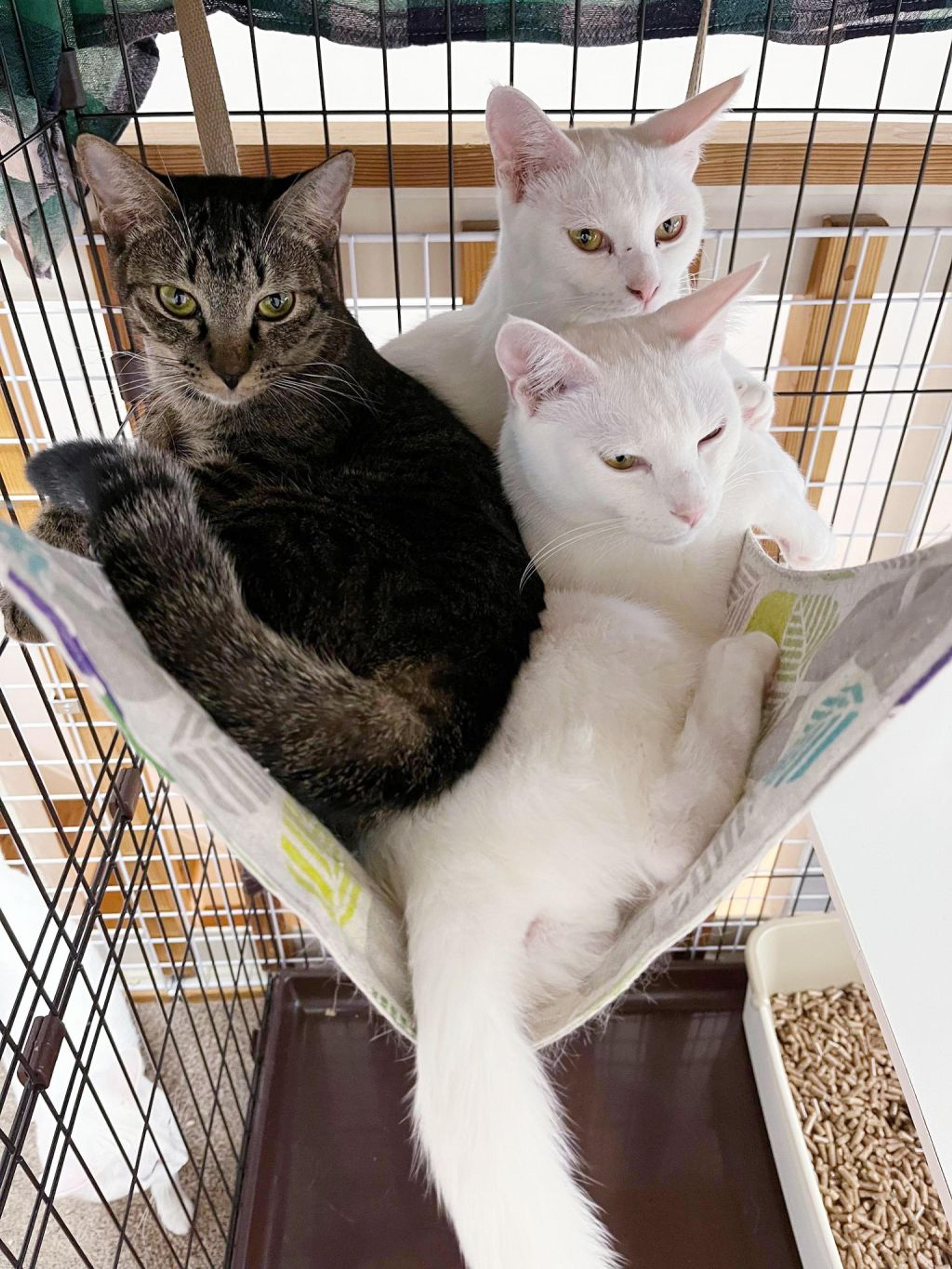 pet-image-4