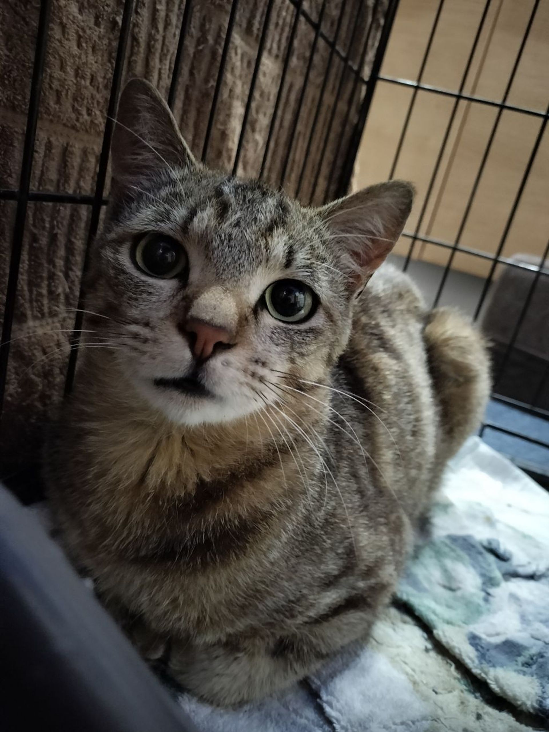雑種（ミックス猫）・オスの里親募集の写真