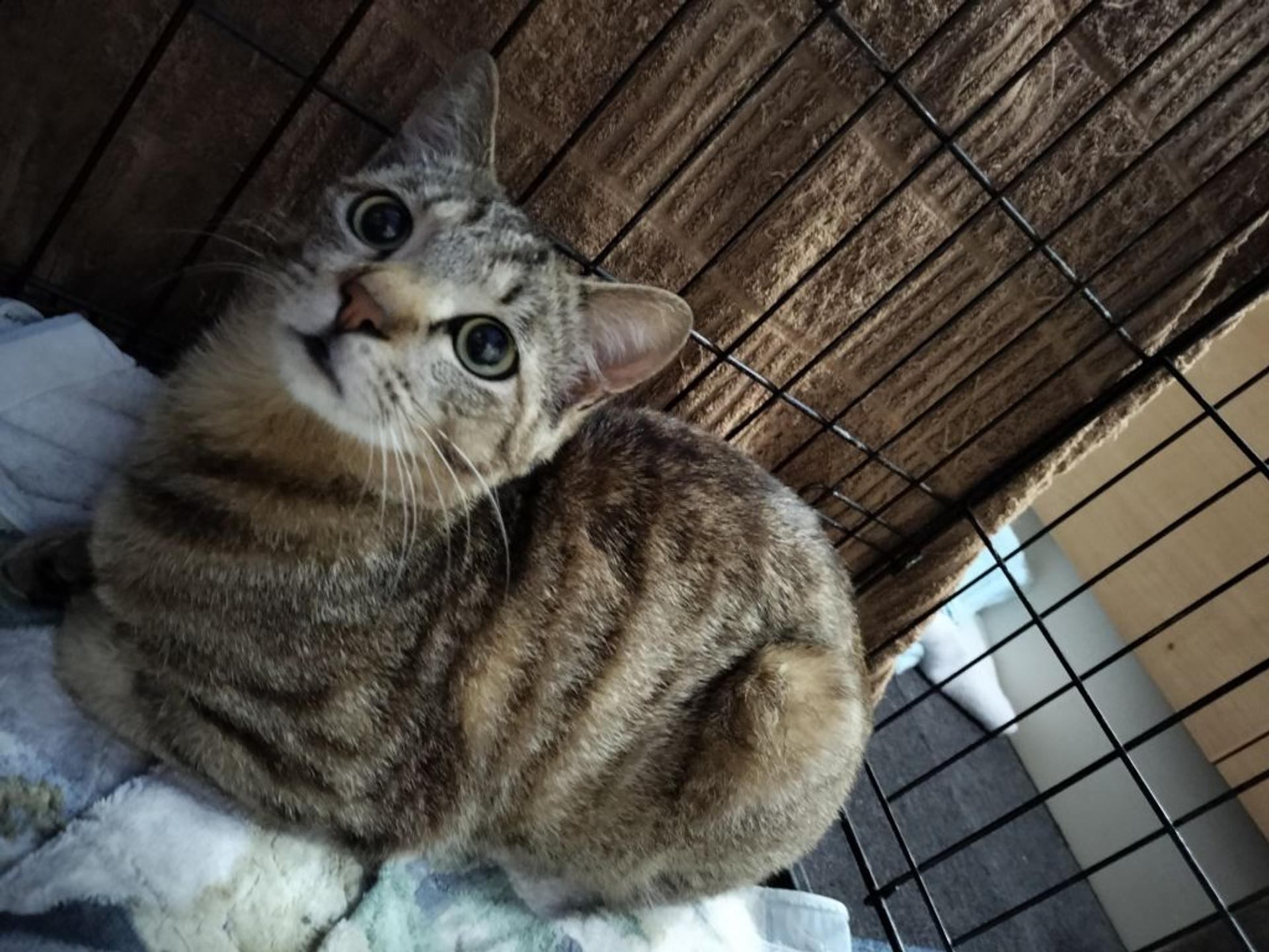 pet-image-5