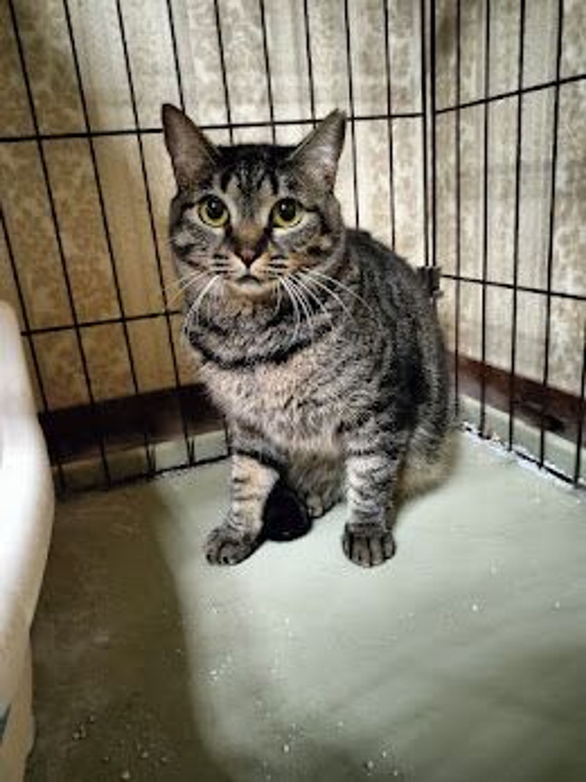 雑種（ミックス猫）・メスの里親募集の写真