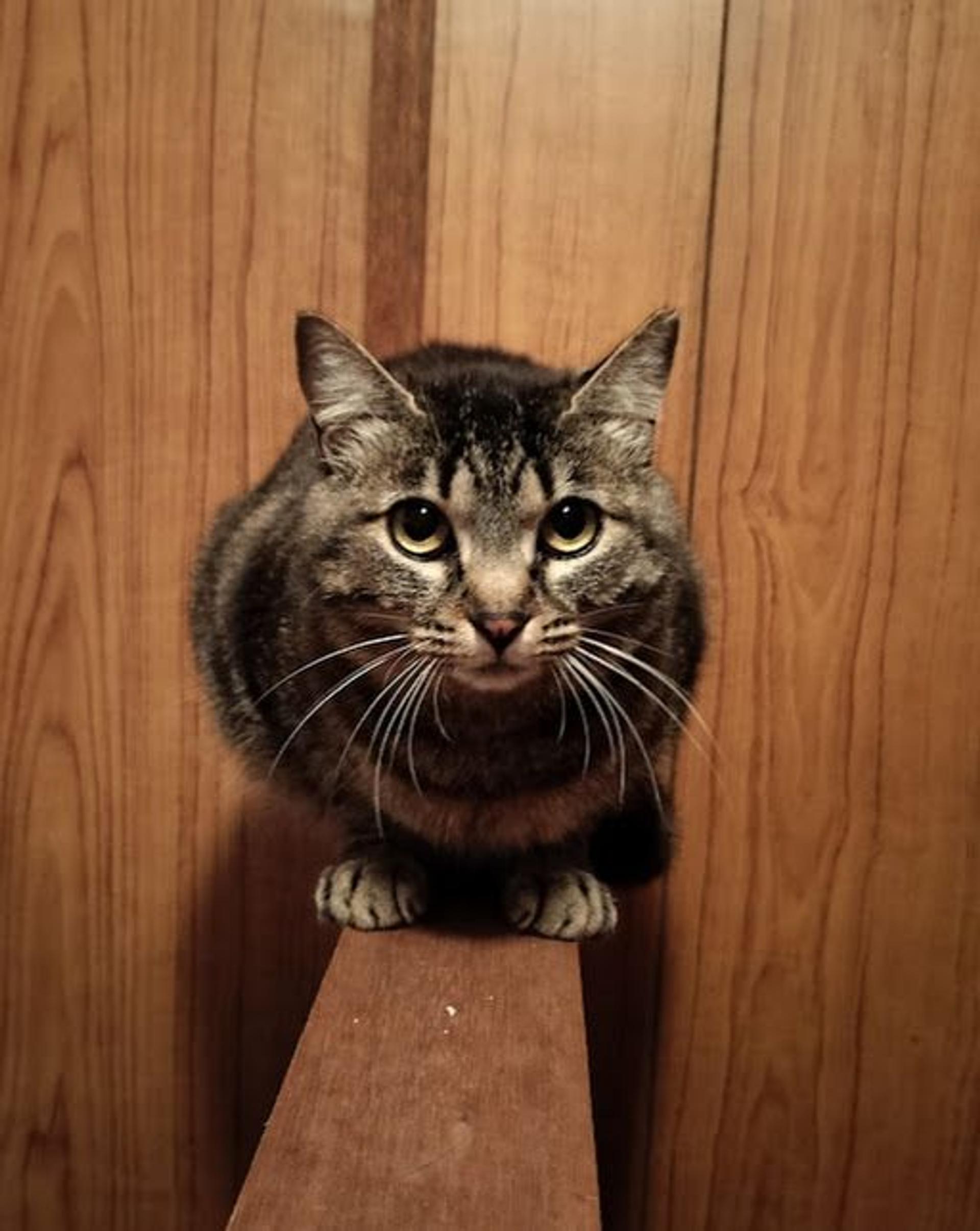pet-image-10