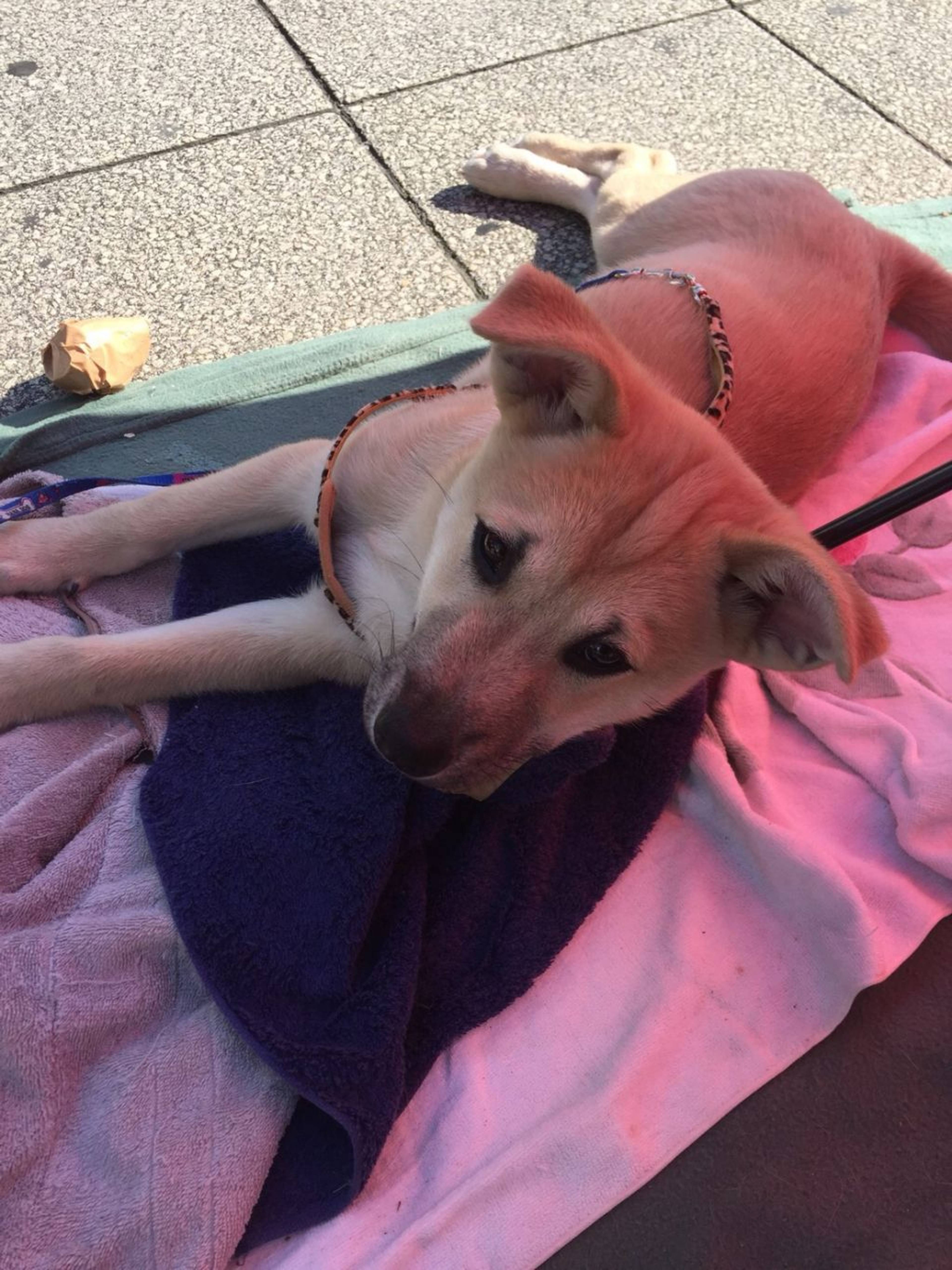 雑種（ミックス犬）・オスの里親募集の写真