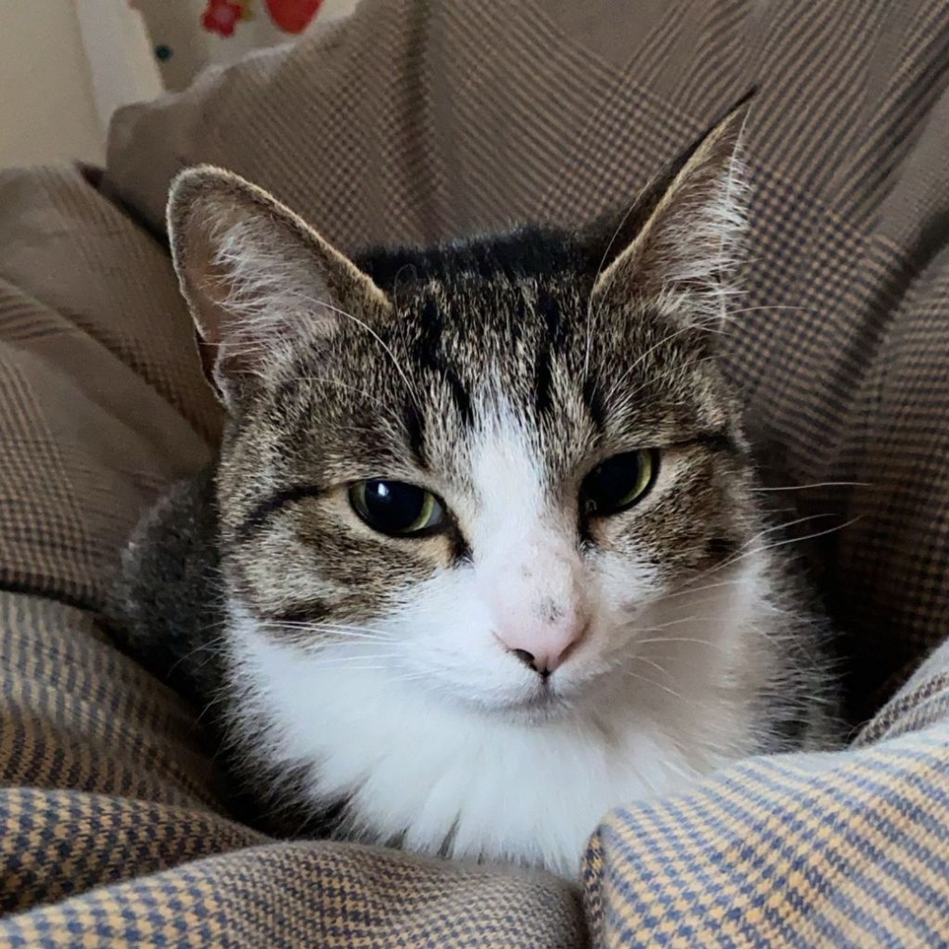 雑種（ミックス猫）・オスの里親募集の写真