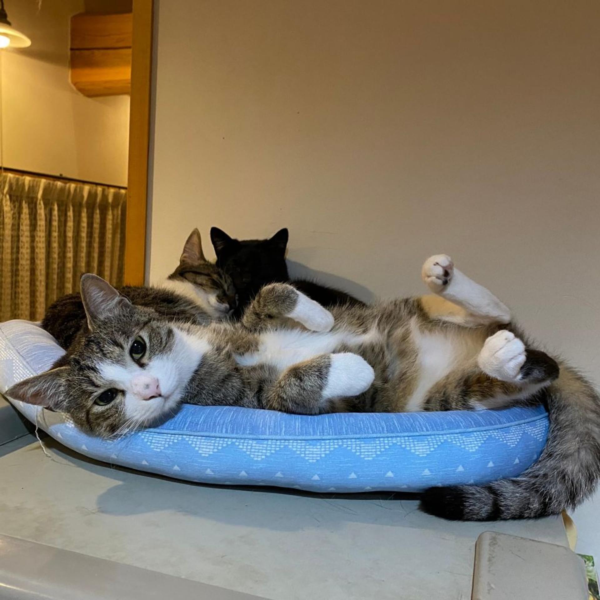 pet-image-2