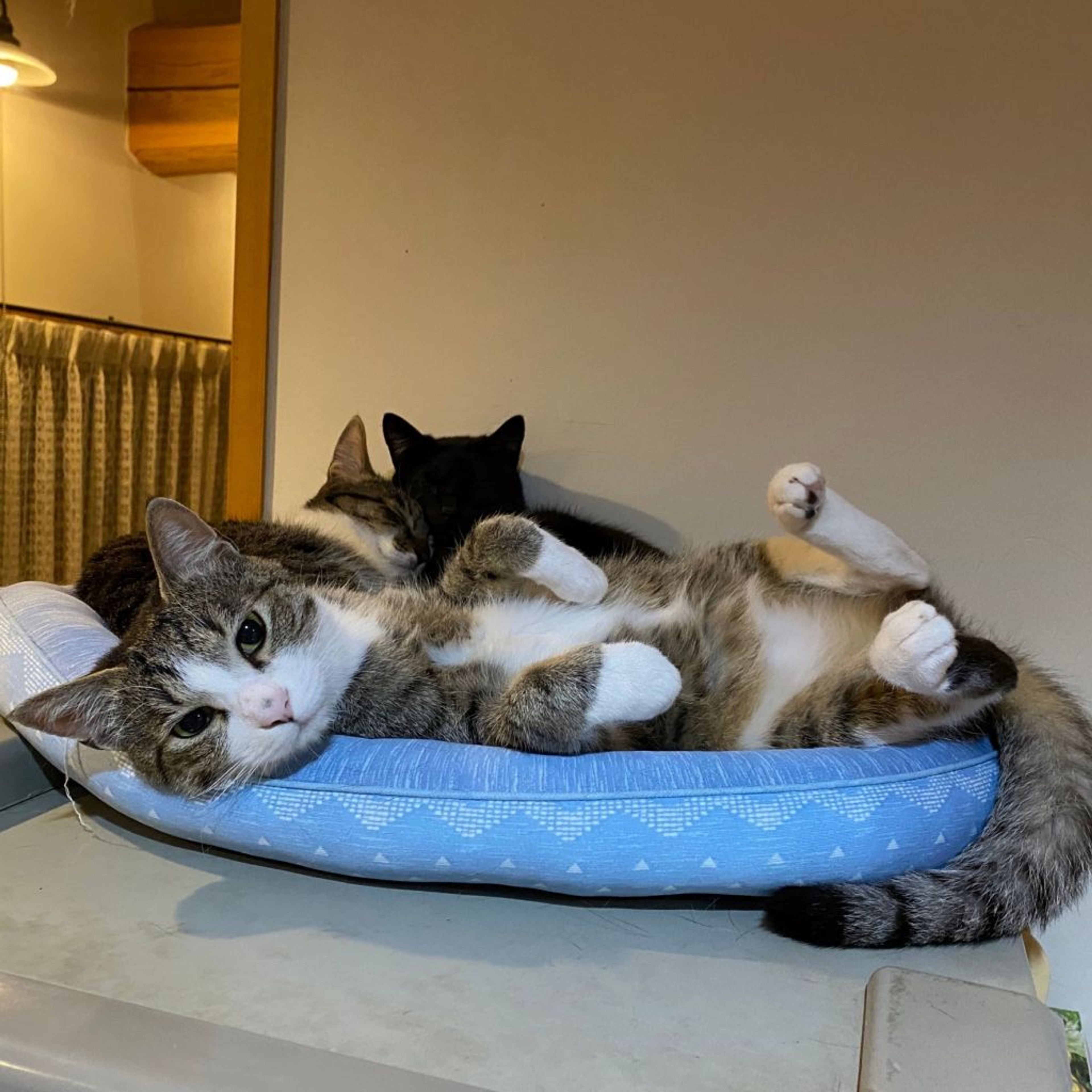 pet-image-2
