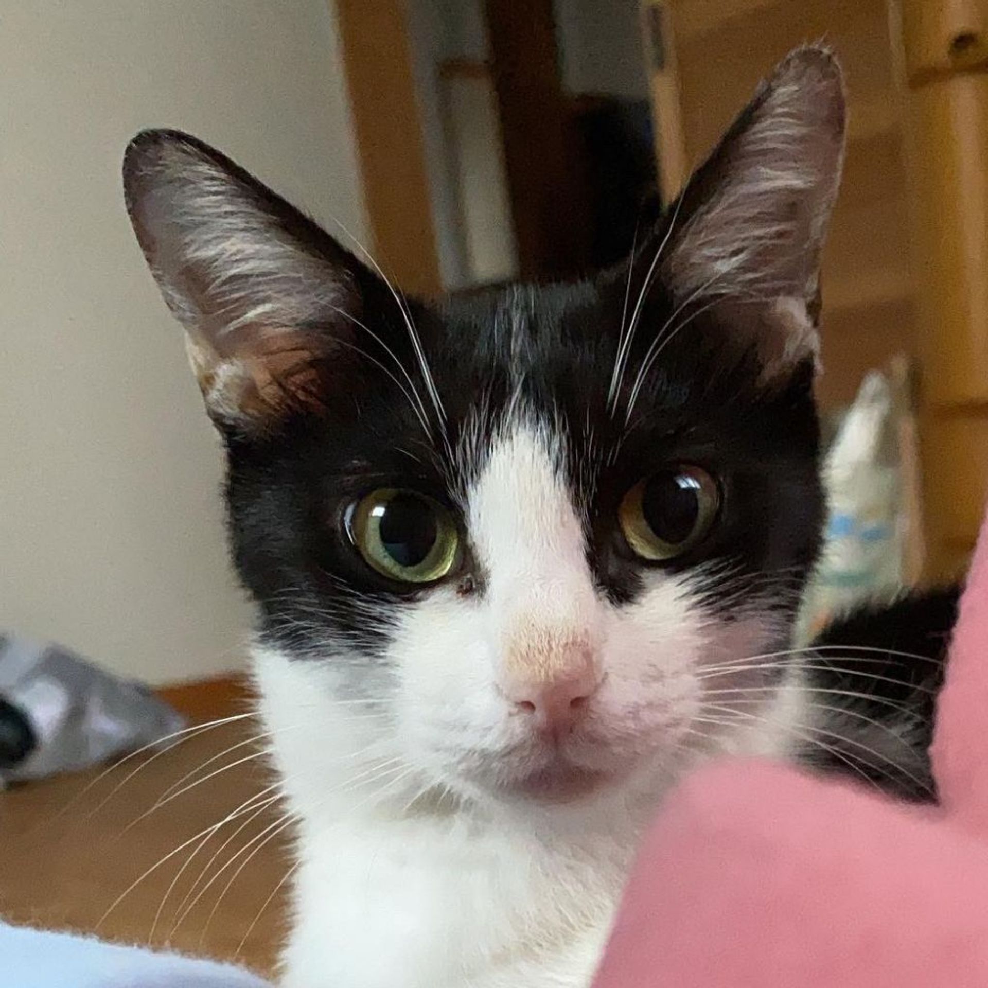 雑種（ミックス猫）・メスの里親募集の写真