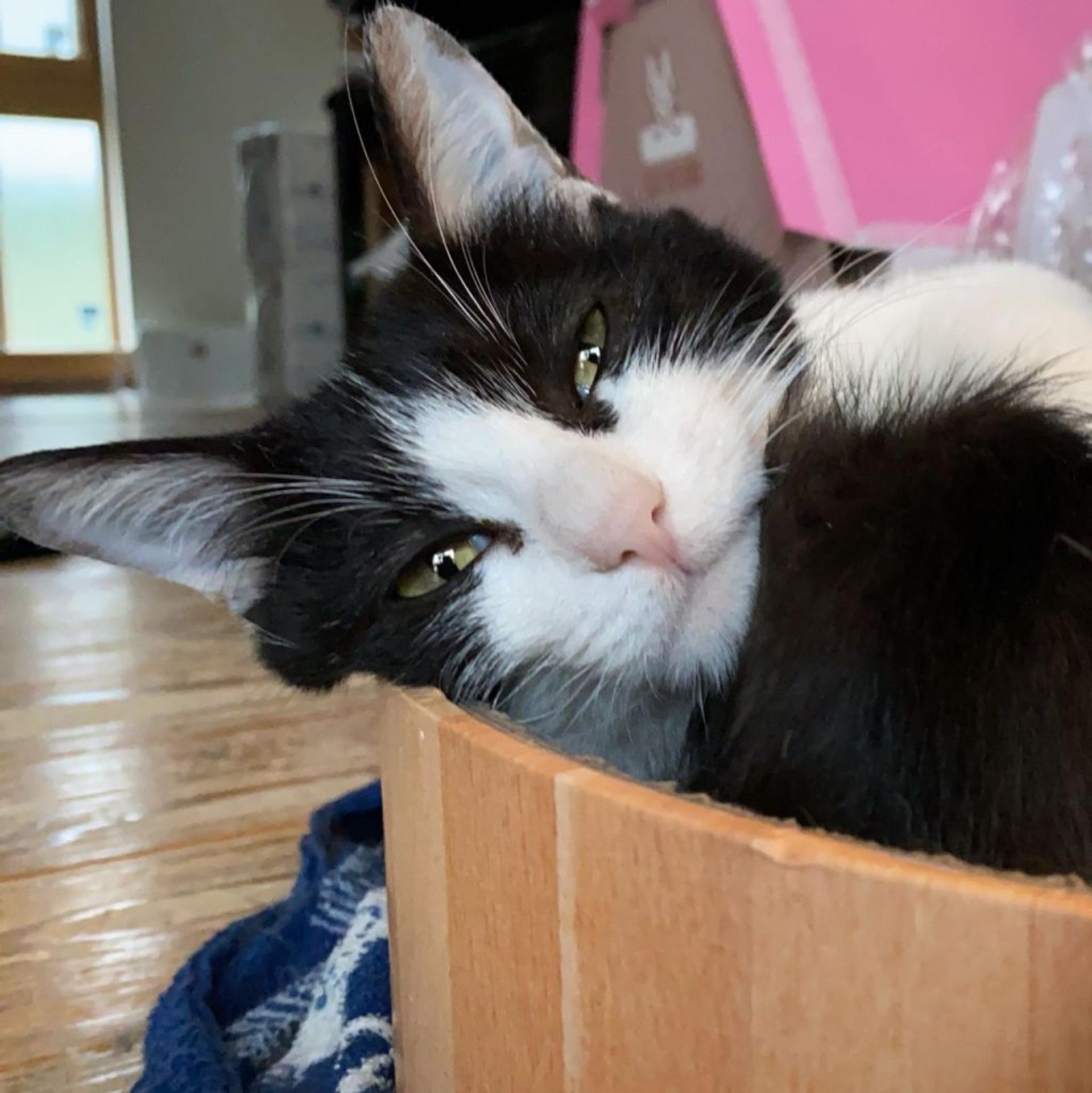 pet-image-2