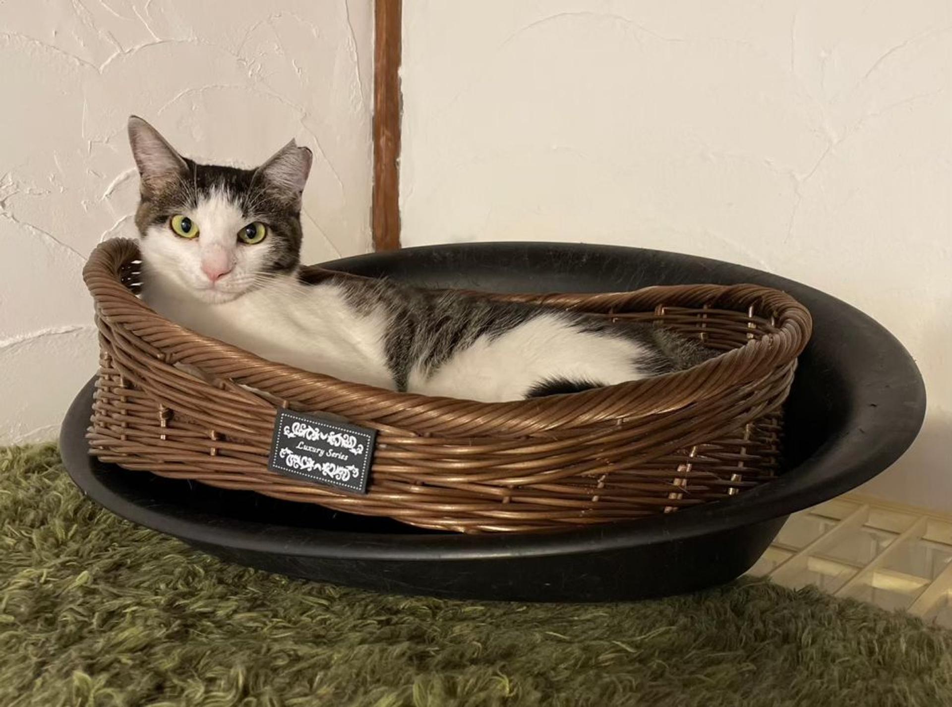 pet-image-6