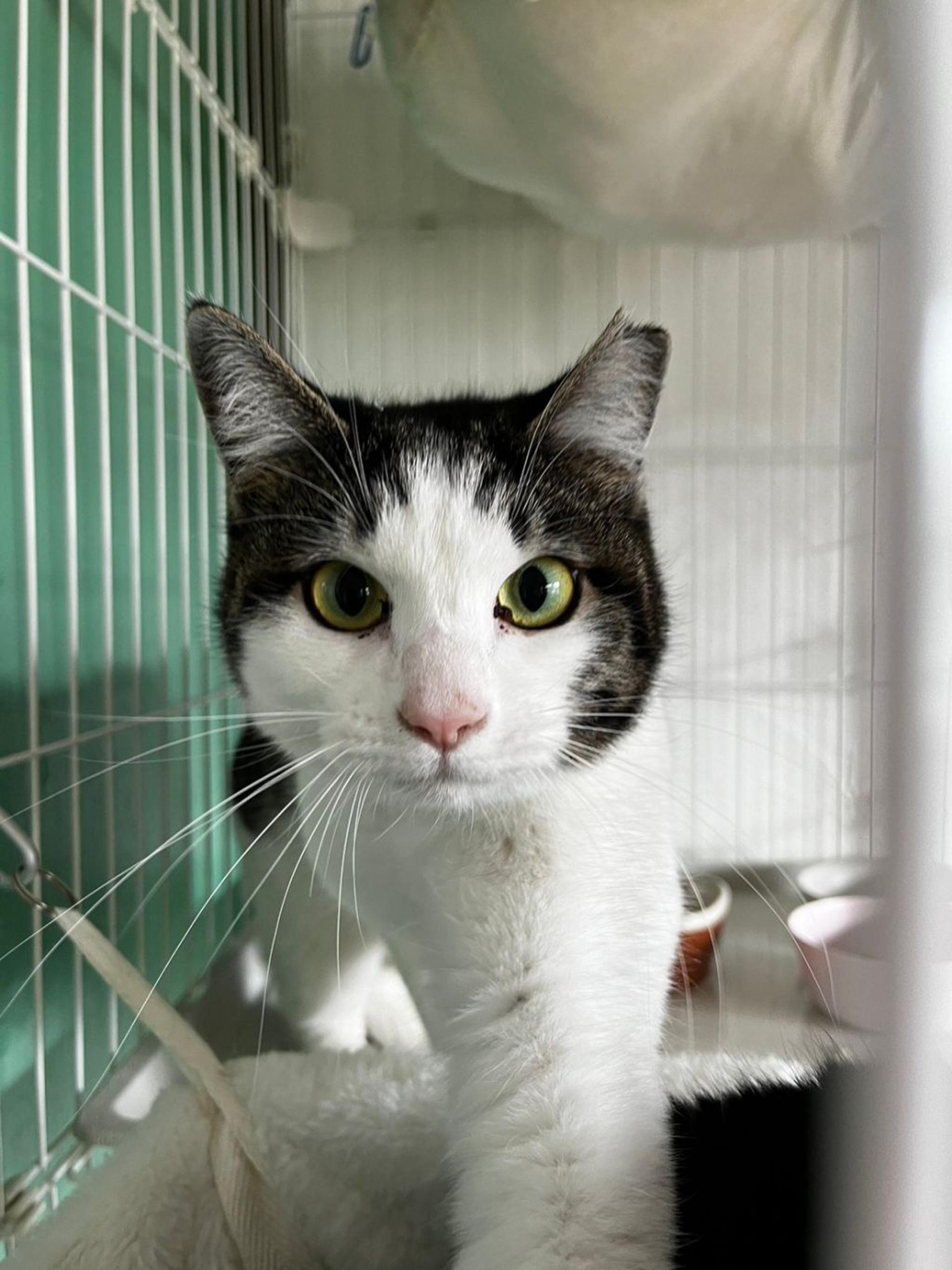 pet-image-9