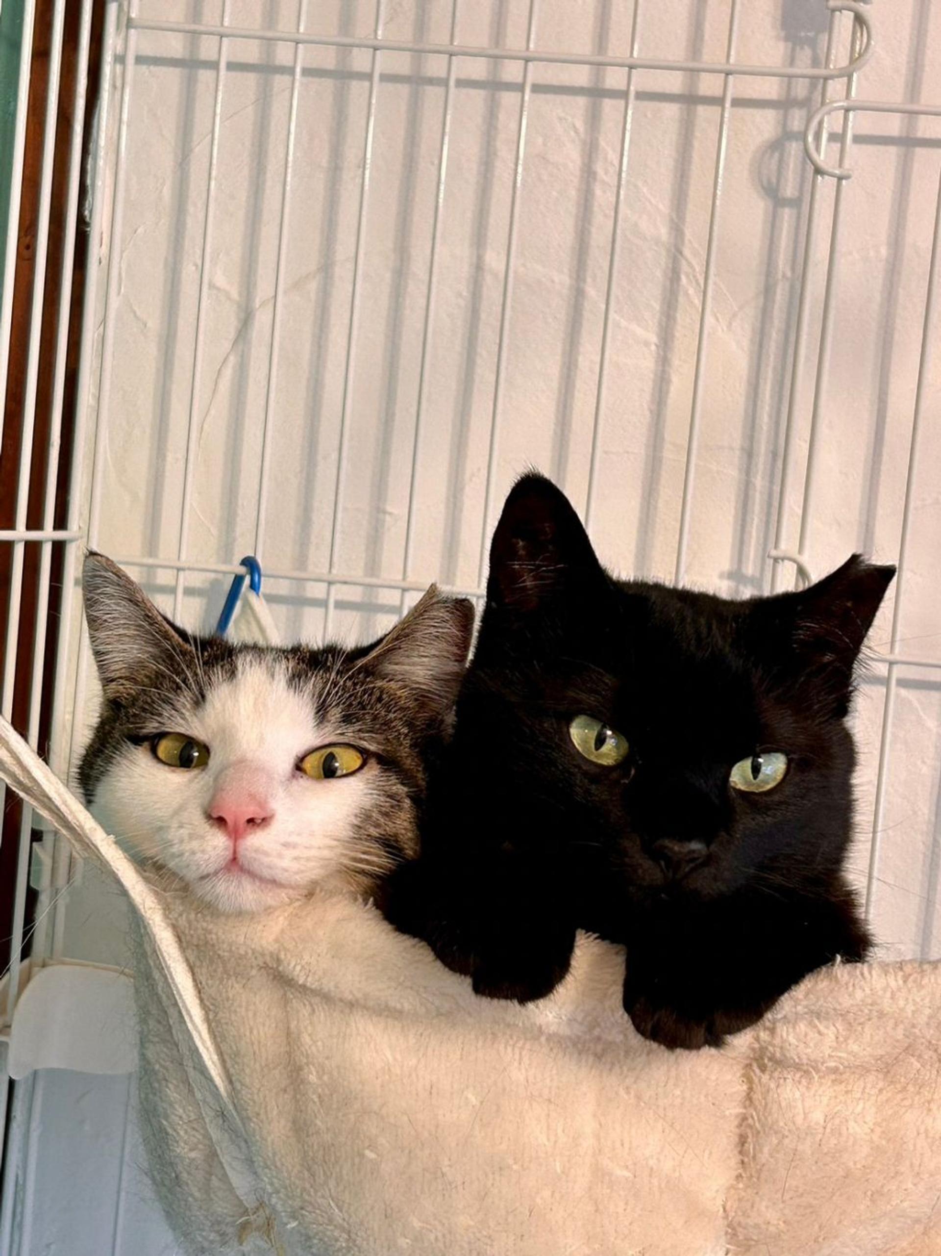 pet-image-10