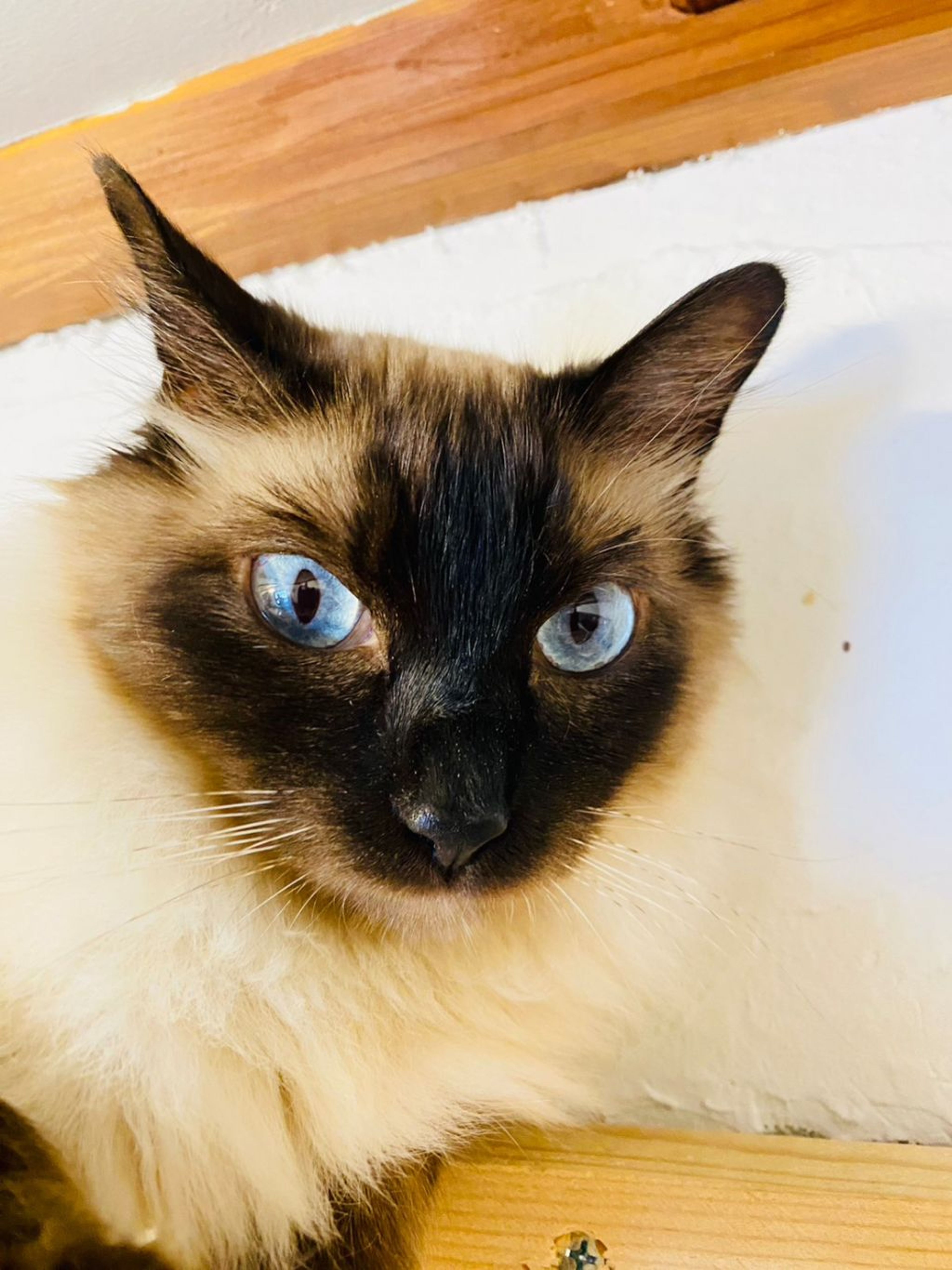 pet-image-2