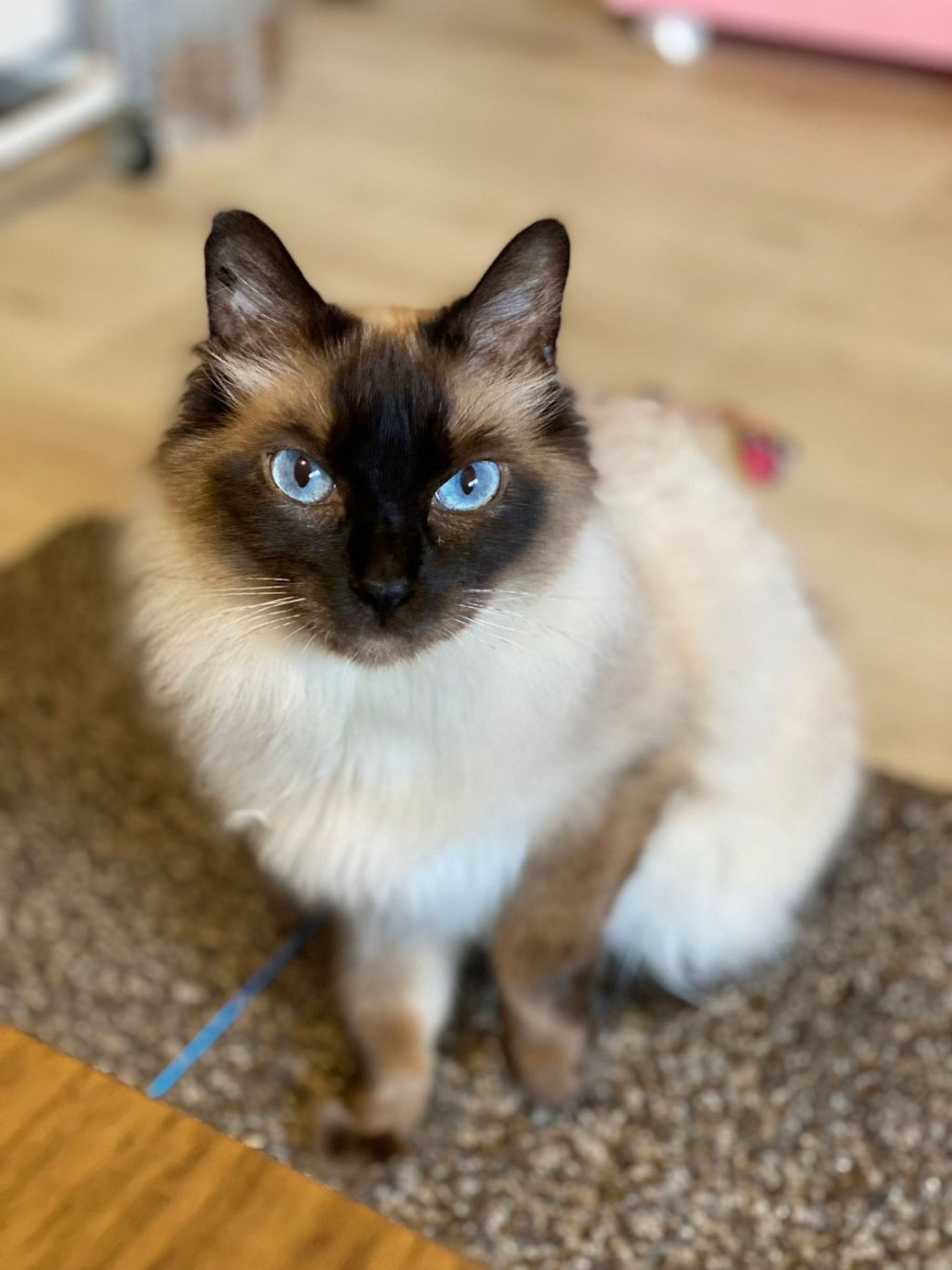 pet-image-3