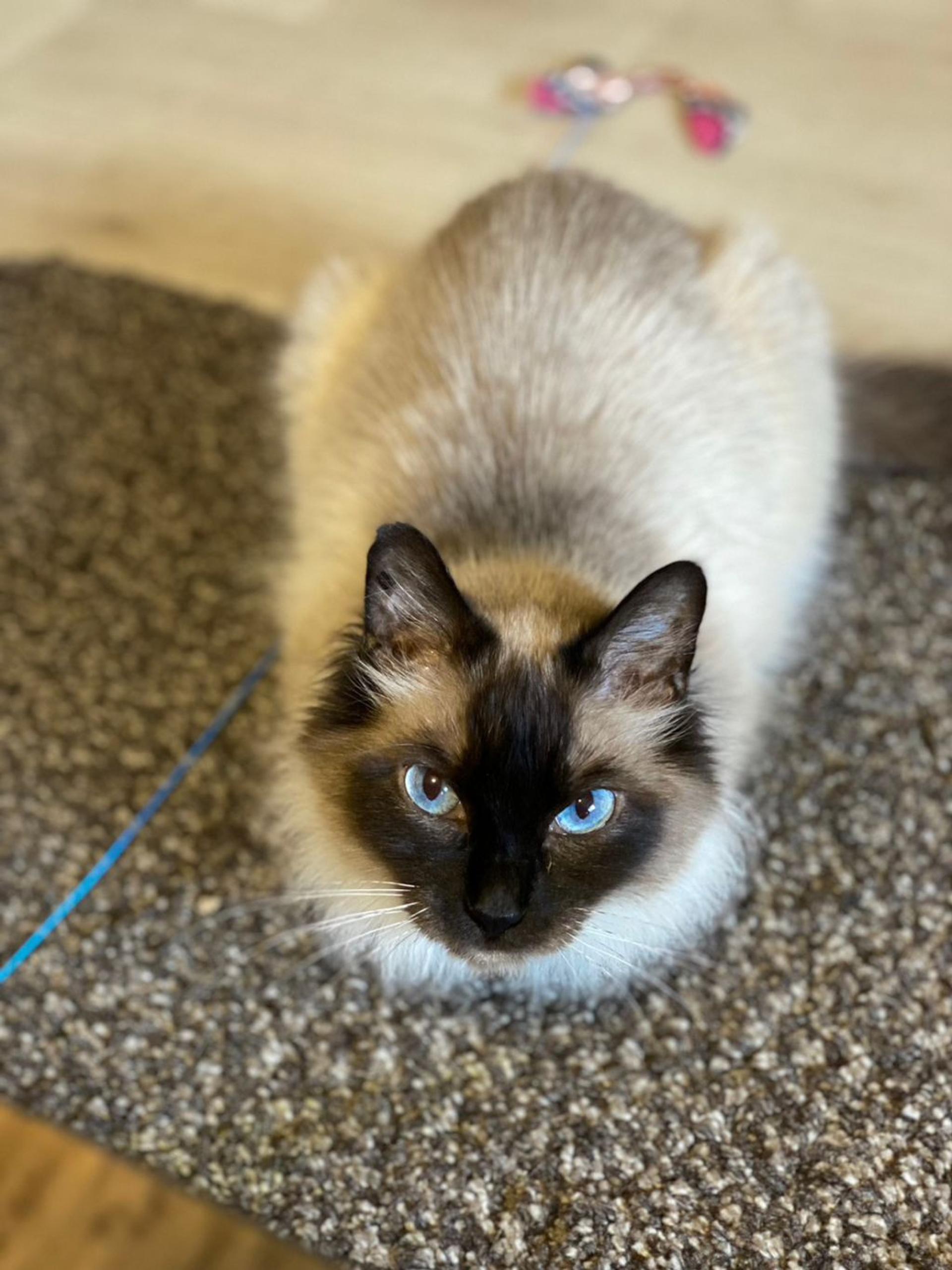 pet-image-4
