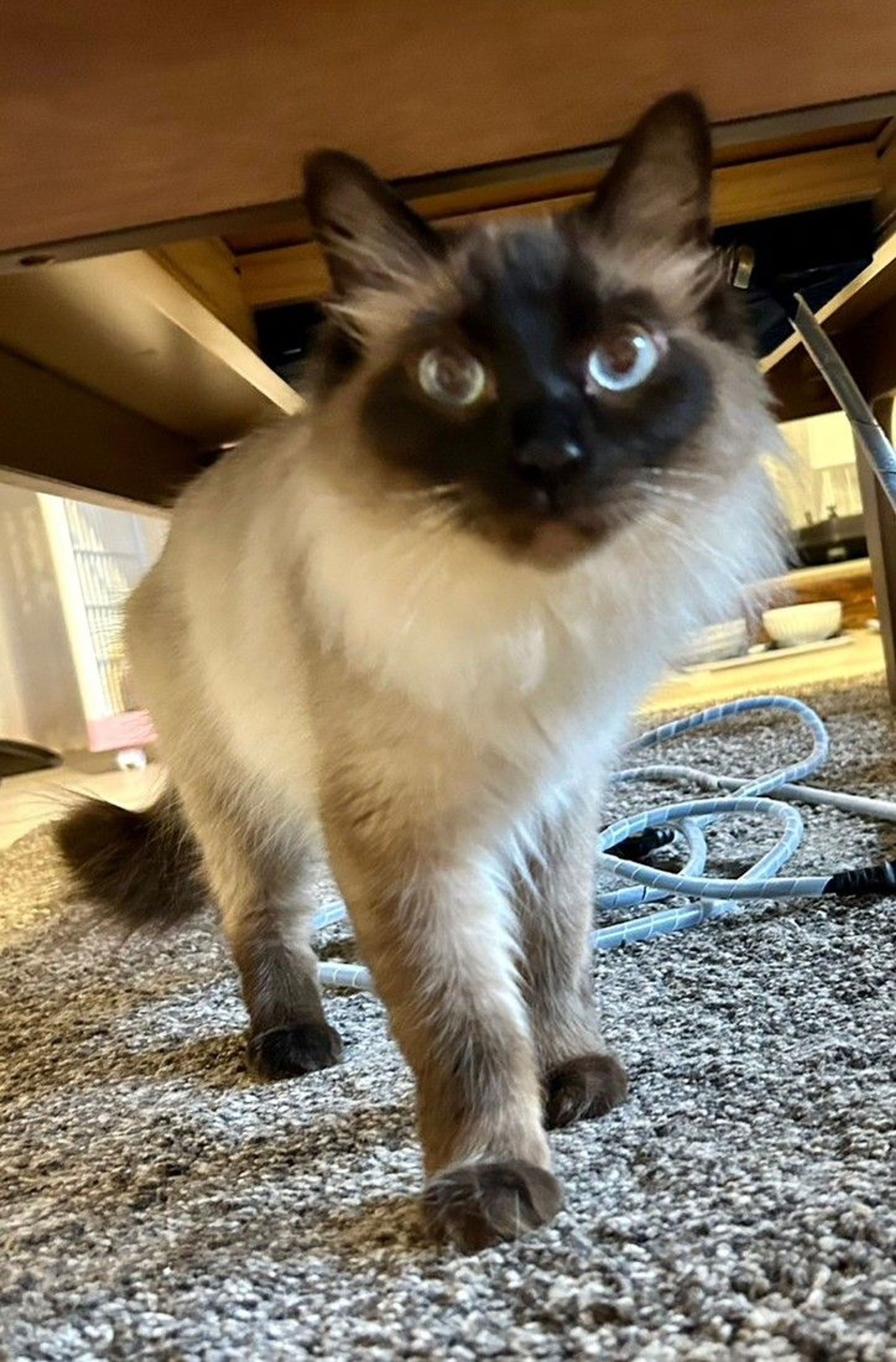 pet-image-6