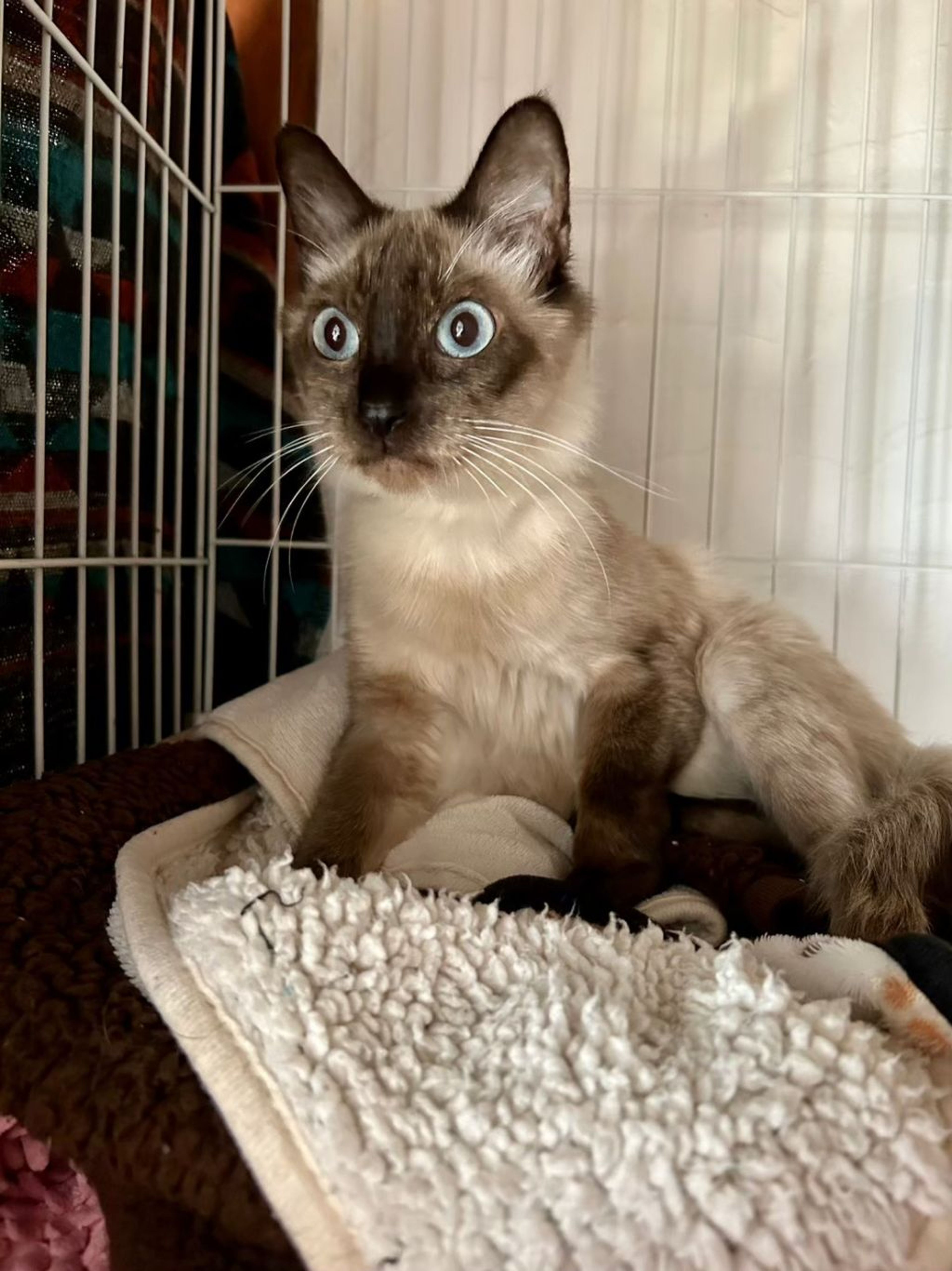 pet-image-7
