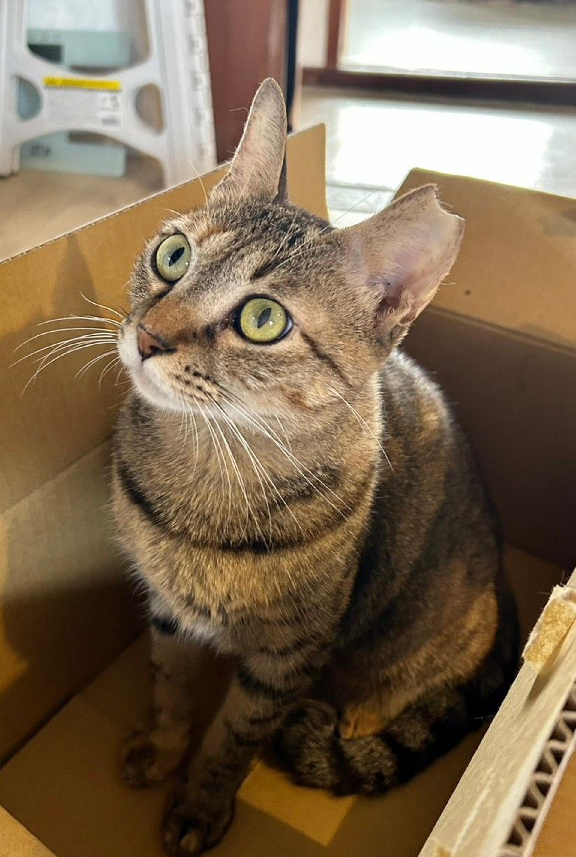 pet-image-6