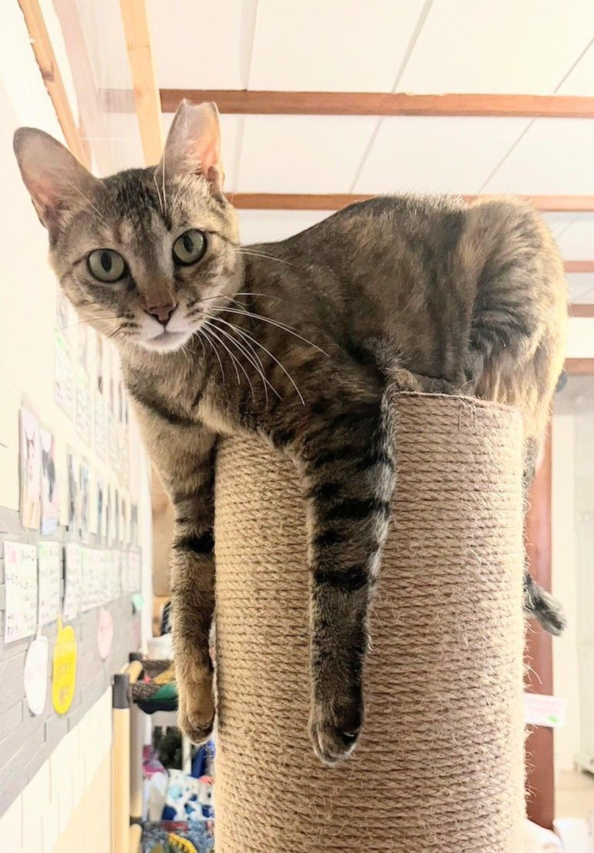 pet-image-8