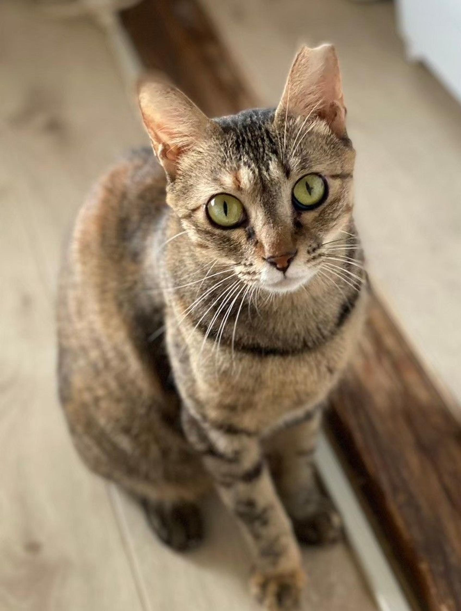 pet-image-10