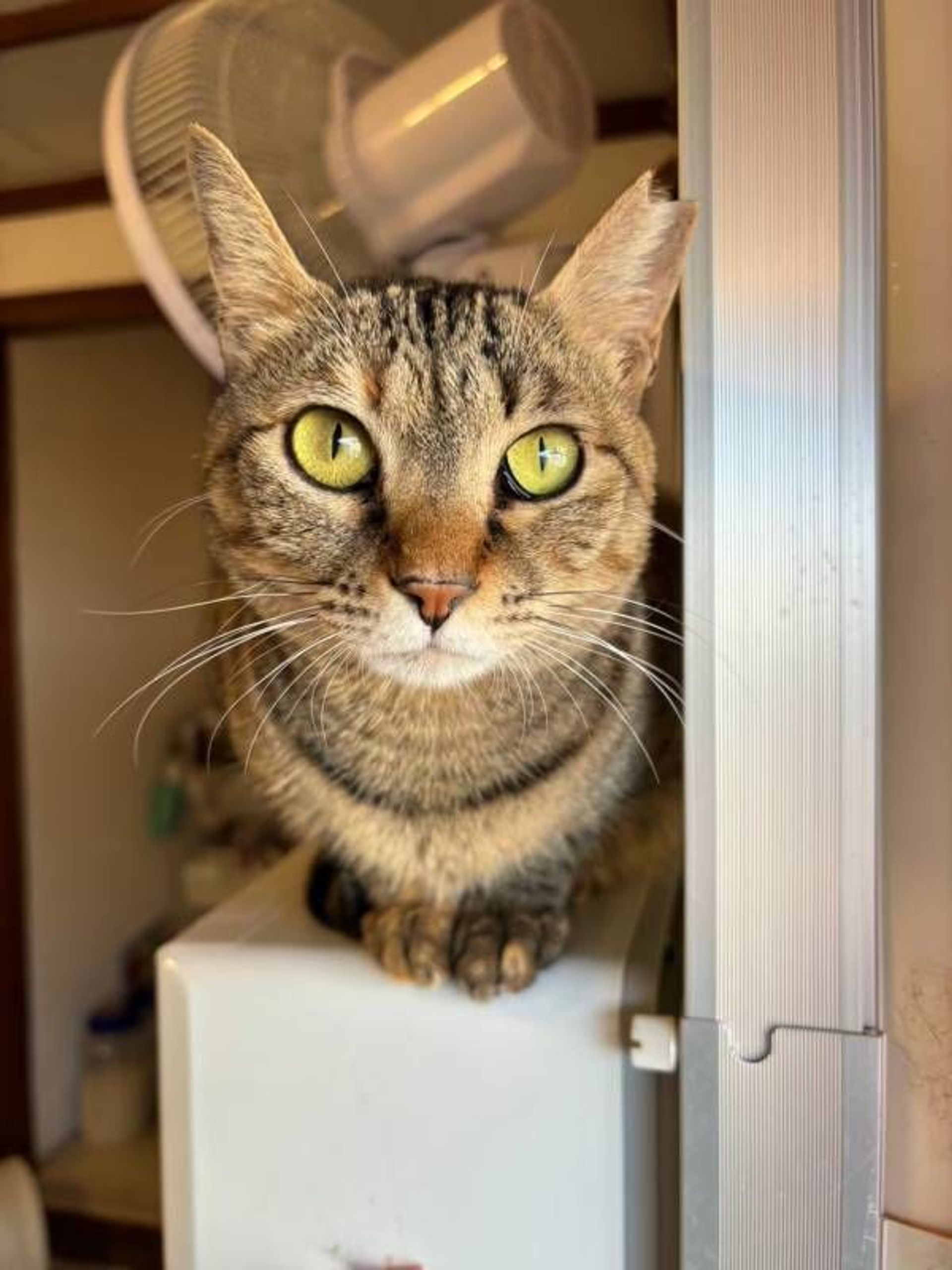 雑種（ミックス猫）・メスの里親募集の写真