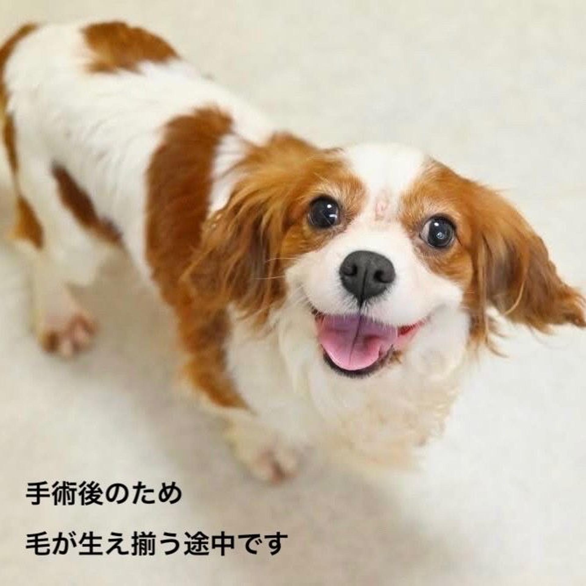 pet-image-2