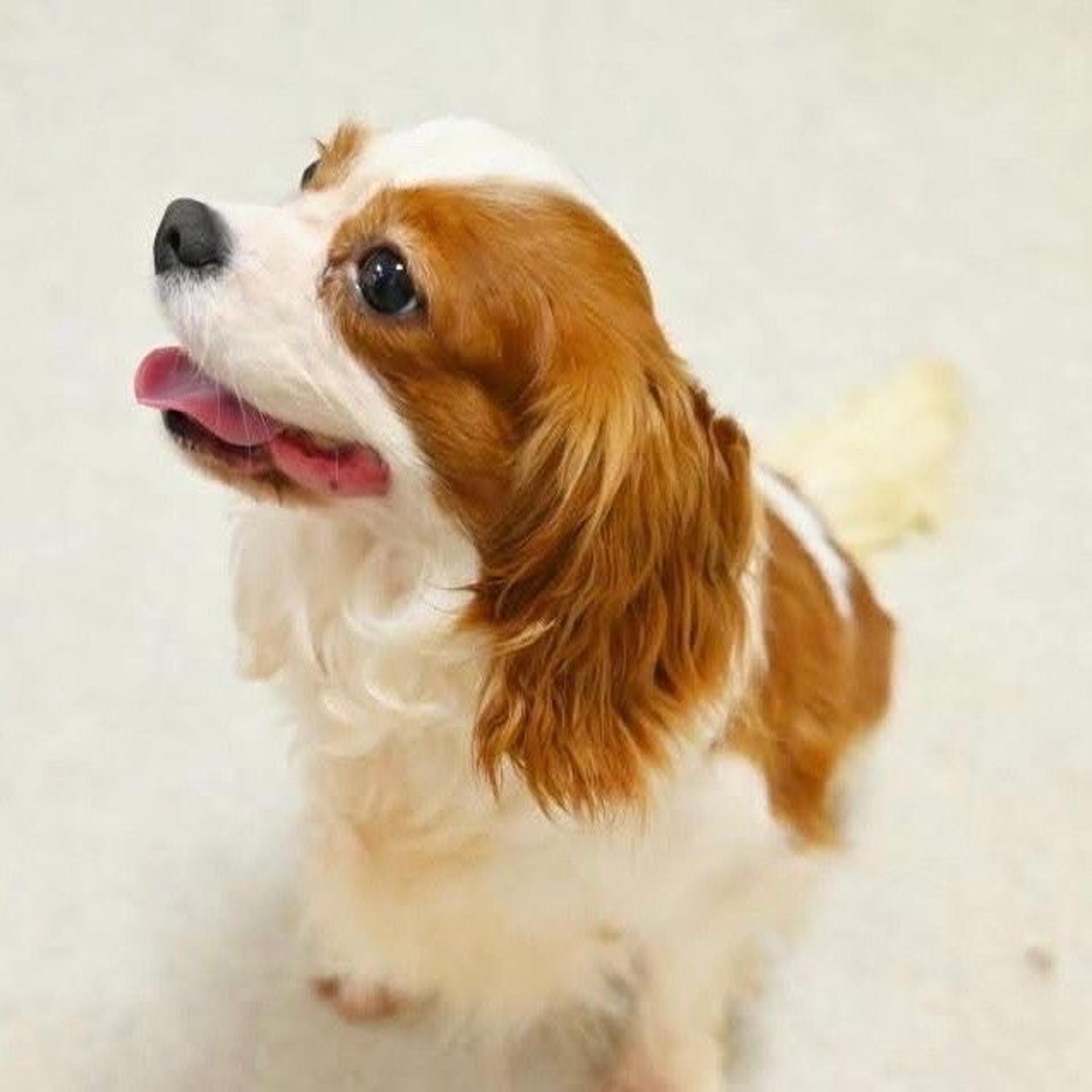 pet-image-3