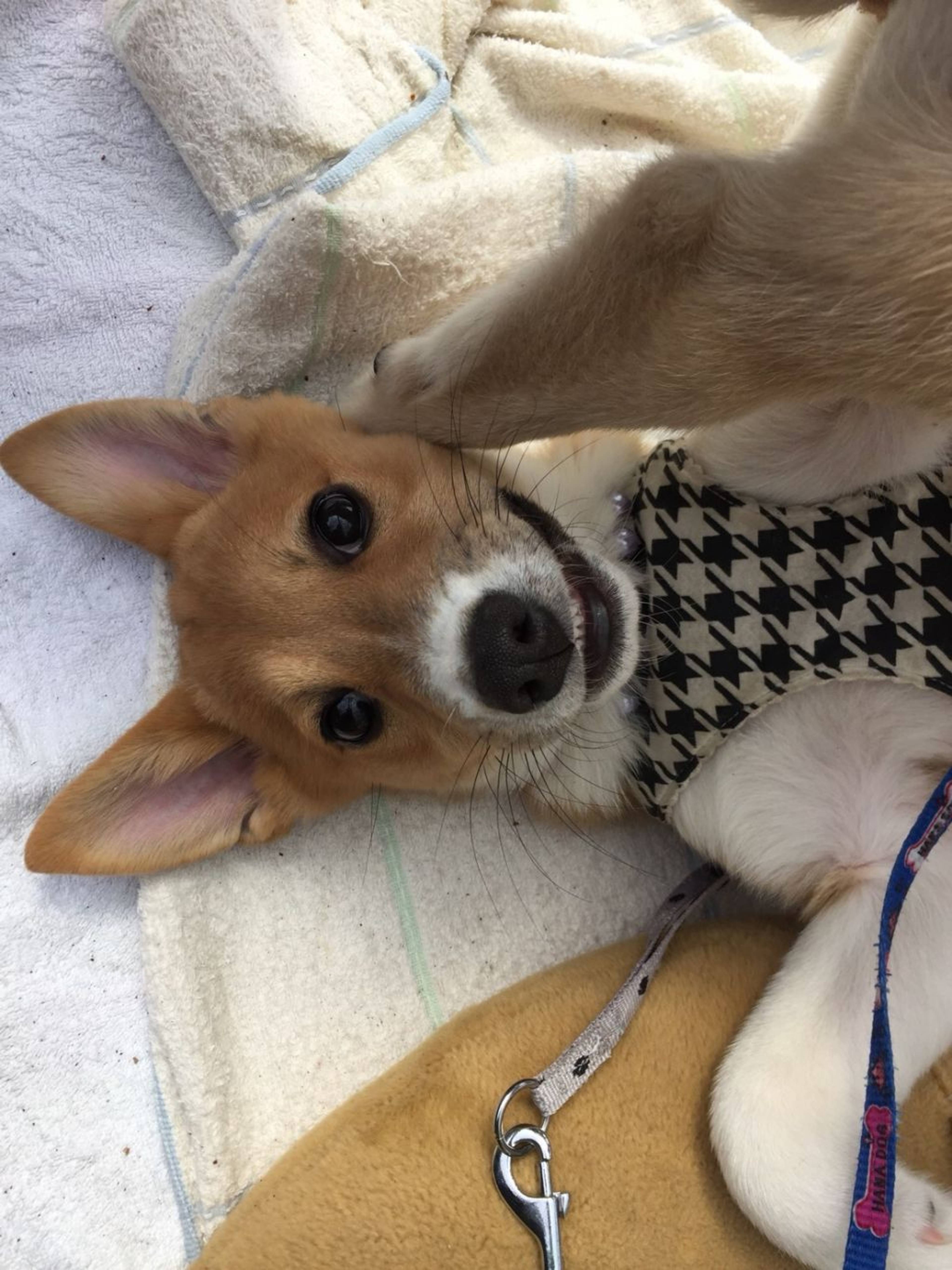 雑種（ミックス犬）・メスの里親募集の写真