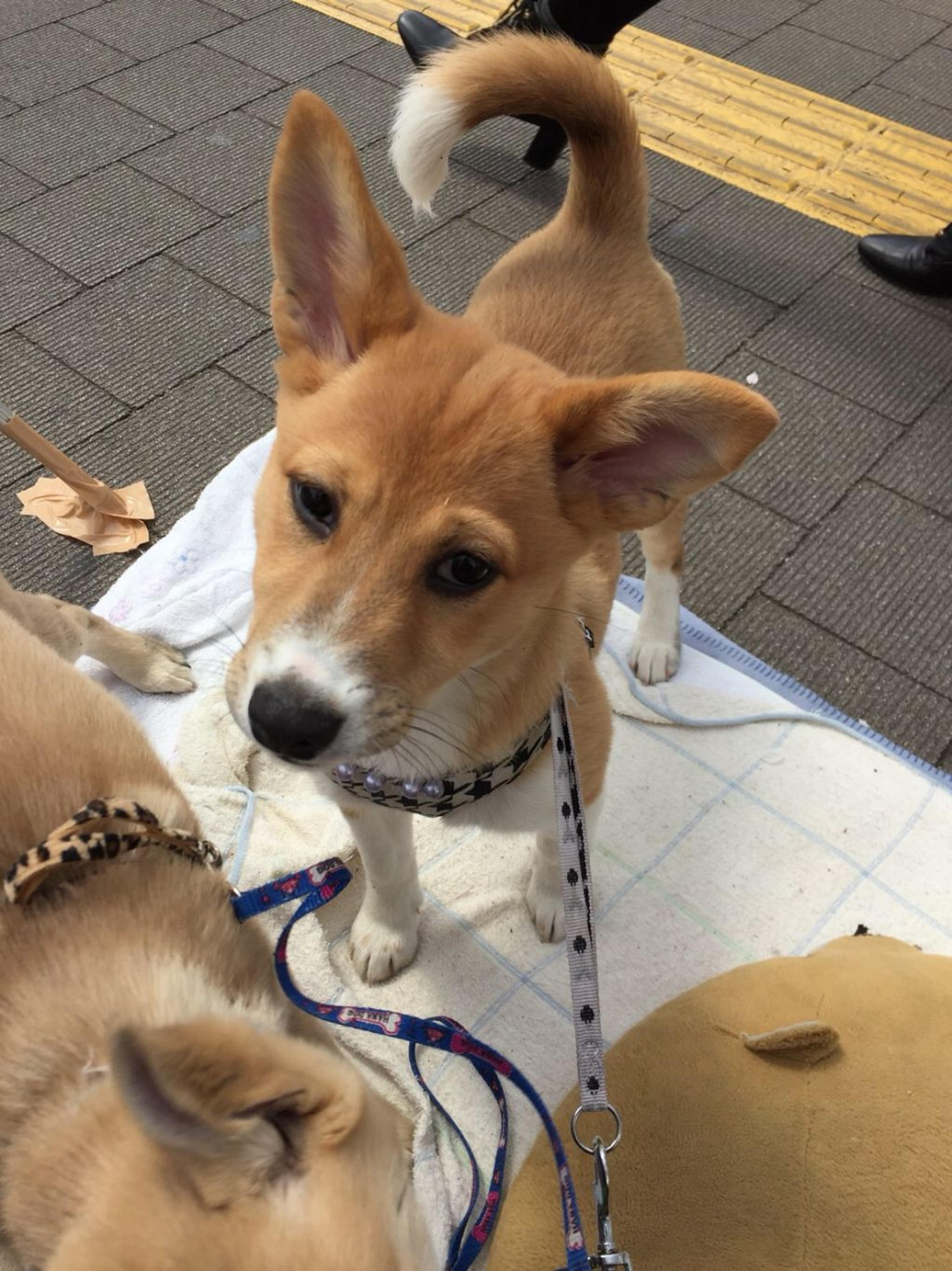 pet-image-2