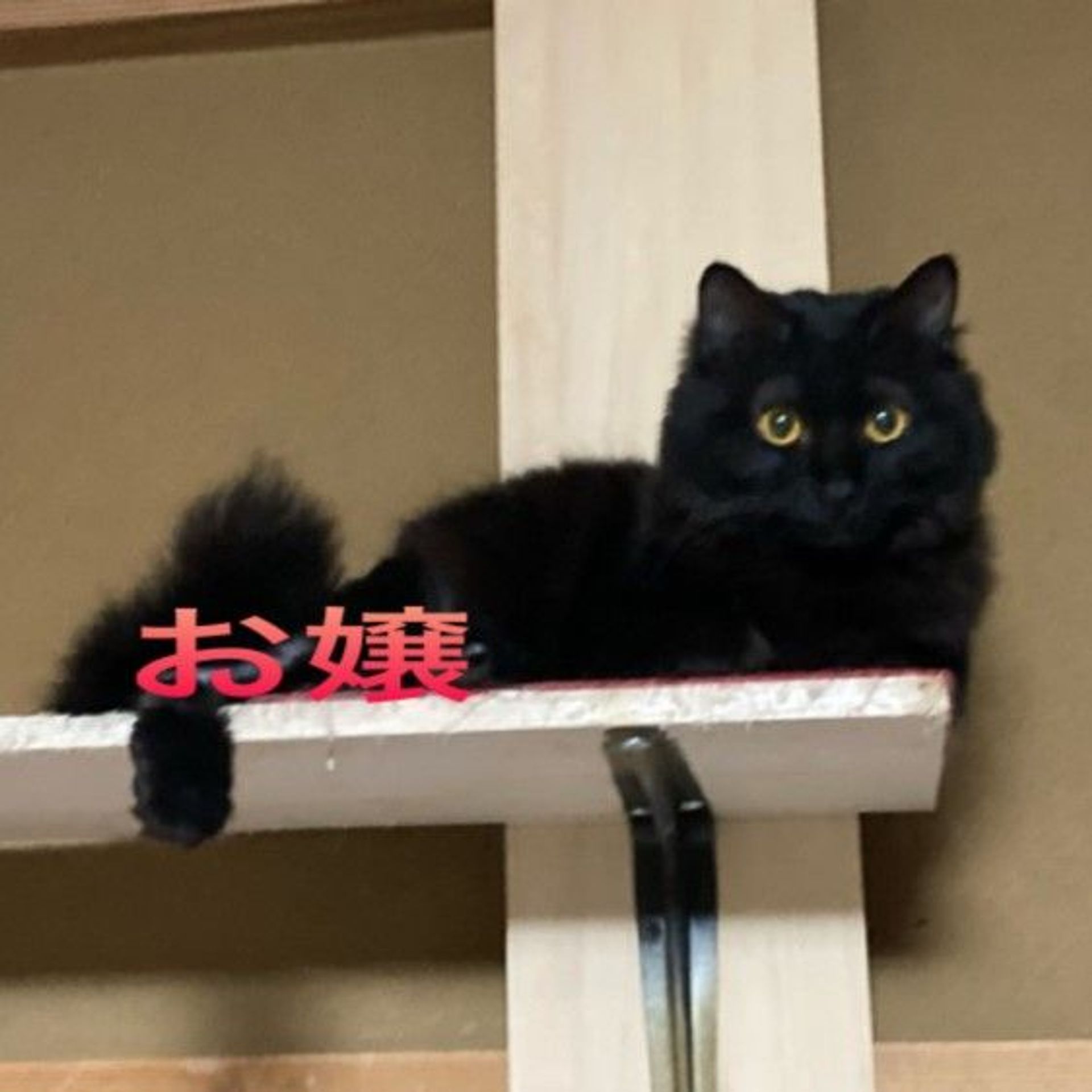 雑種（ミックス猫）・メスの里親募集の写真