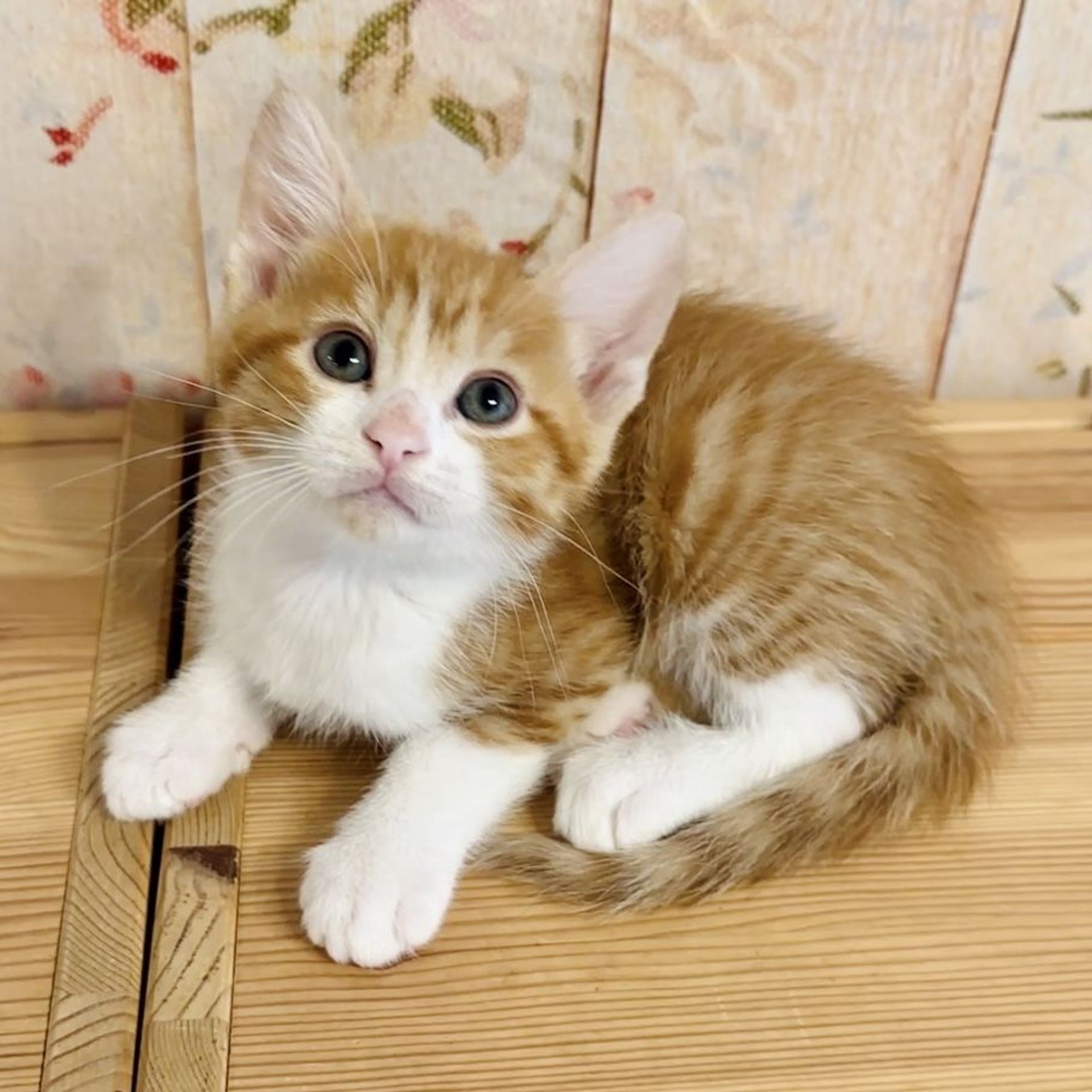 雑種（ミックス猫）・オスの里親募集の写真