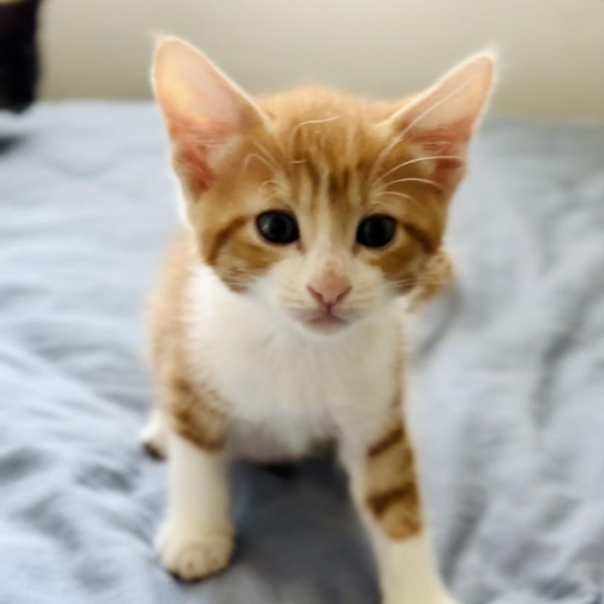 pet-image-4