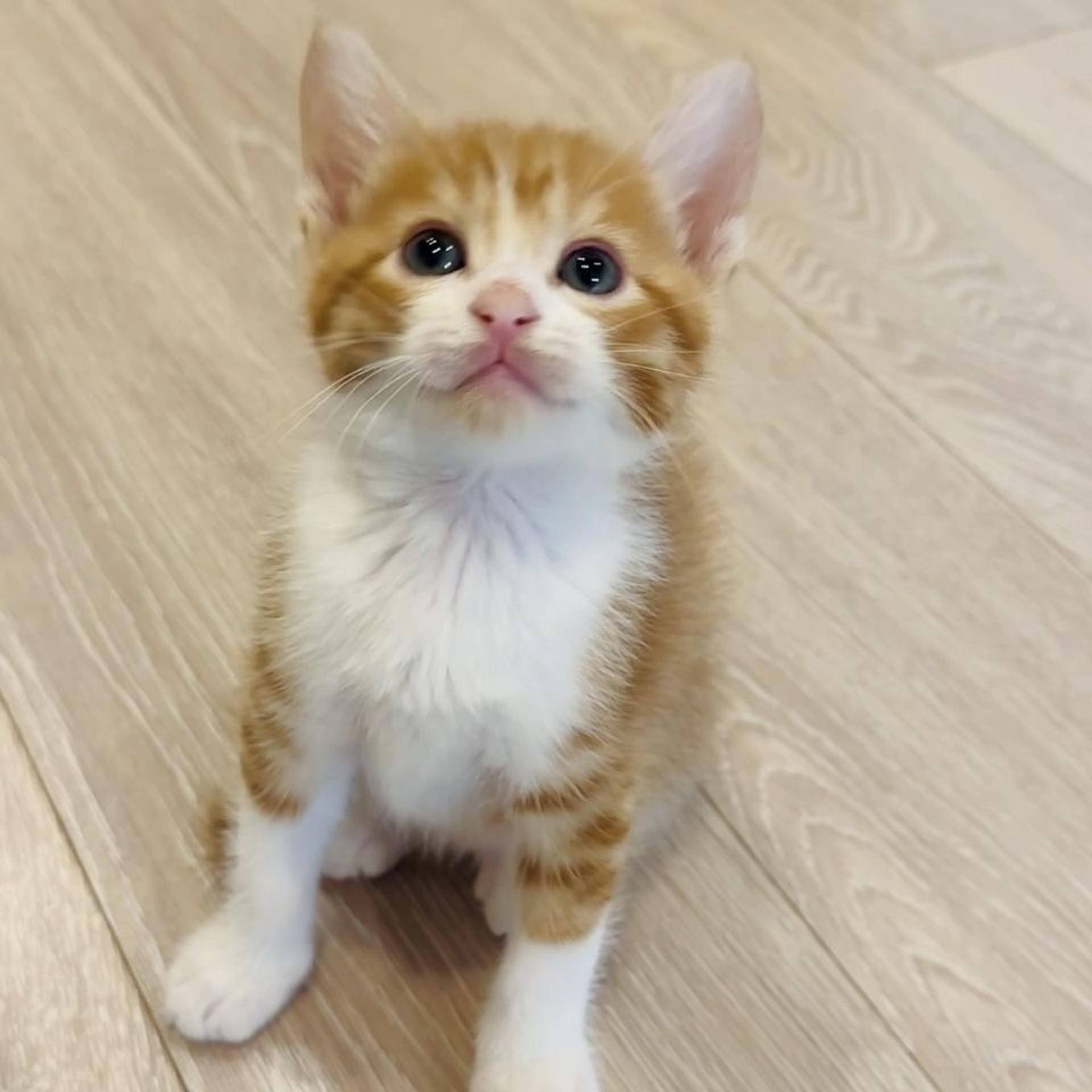 pet-image-9