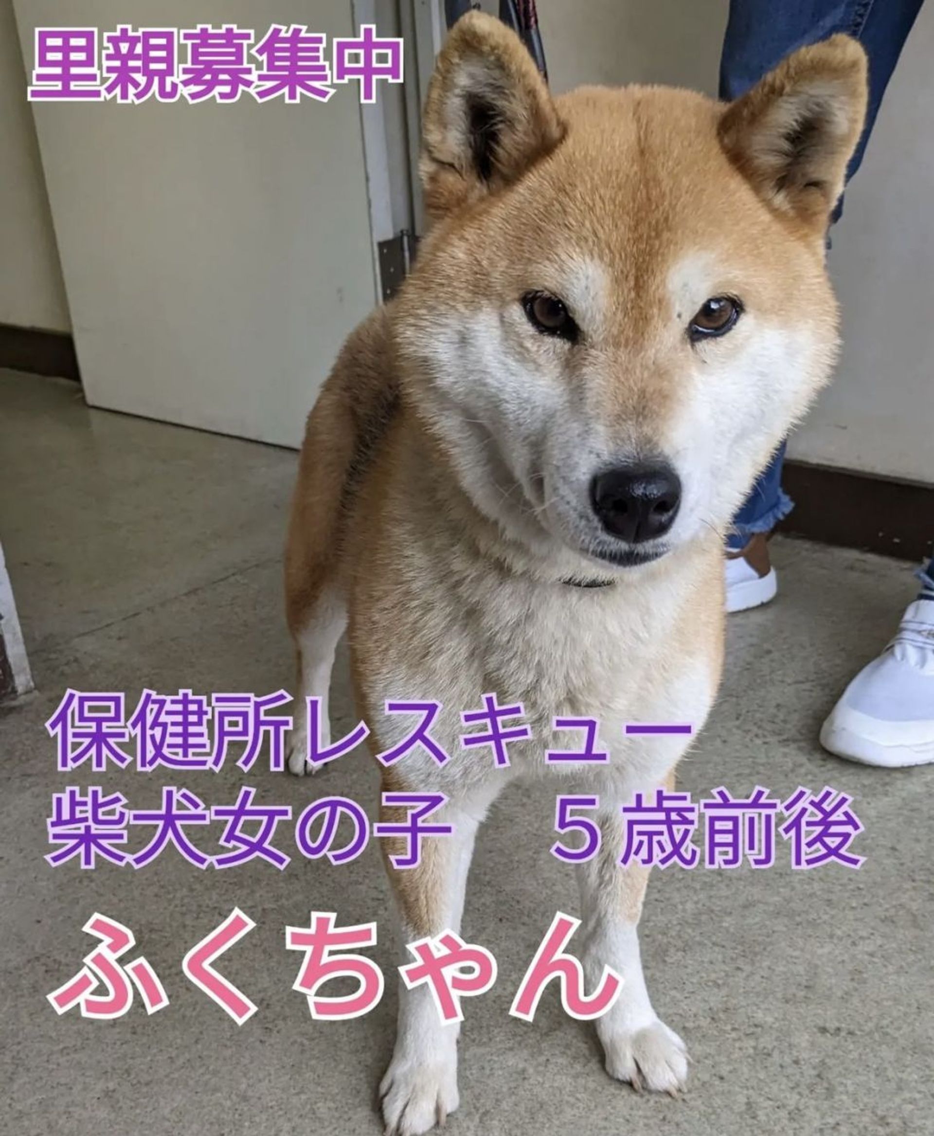 柴犬・メスの里親募集の写真