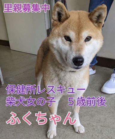 ふくちゃんの写真
