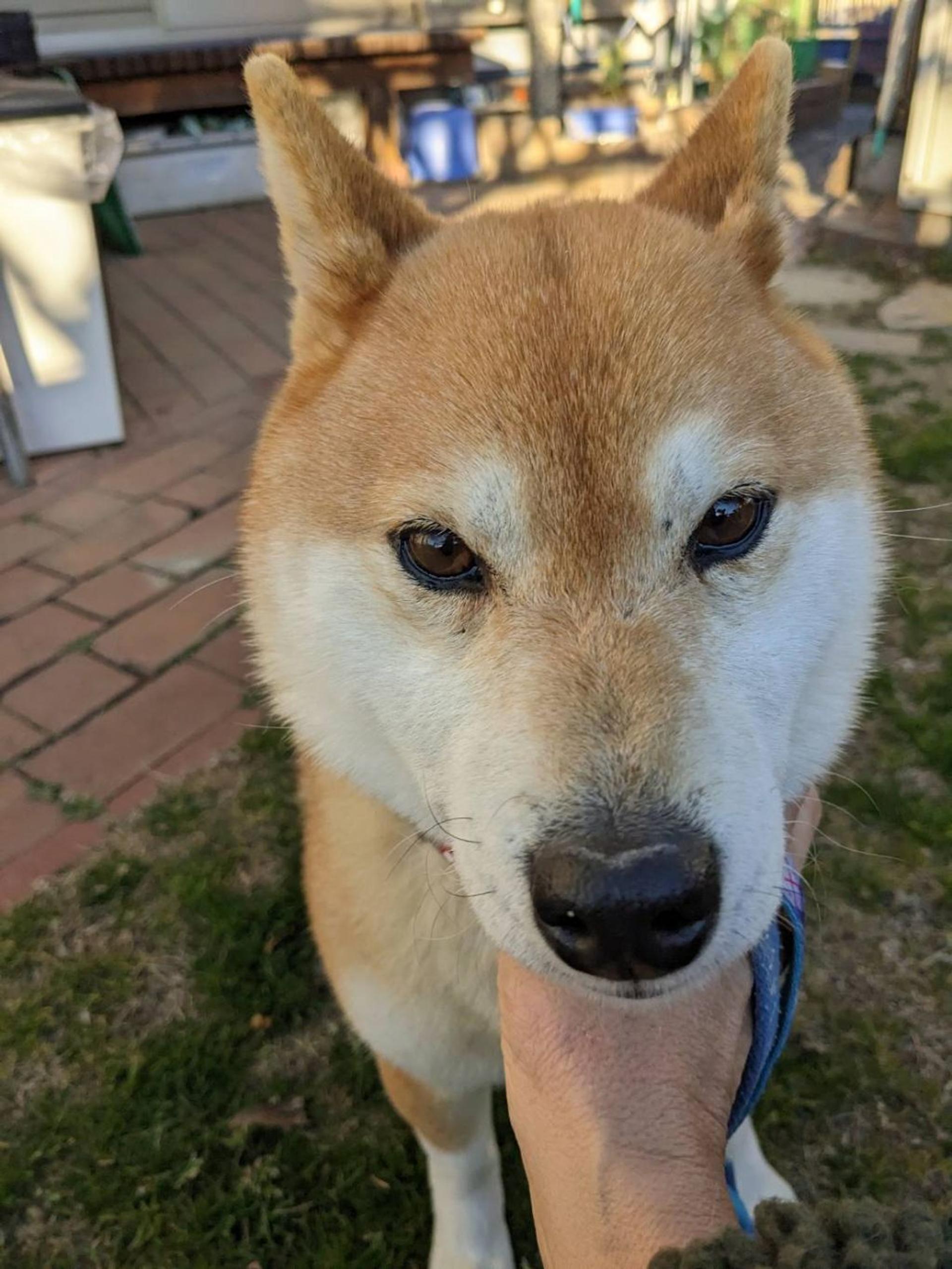 pet-image-6