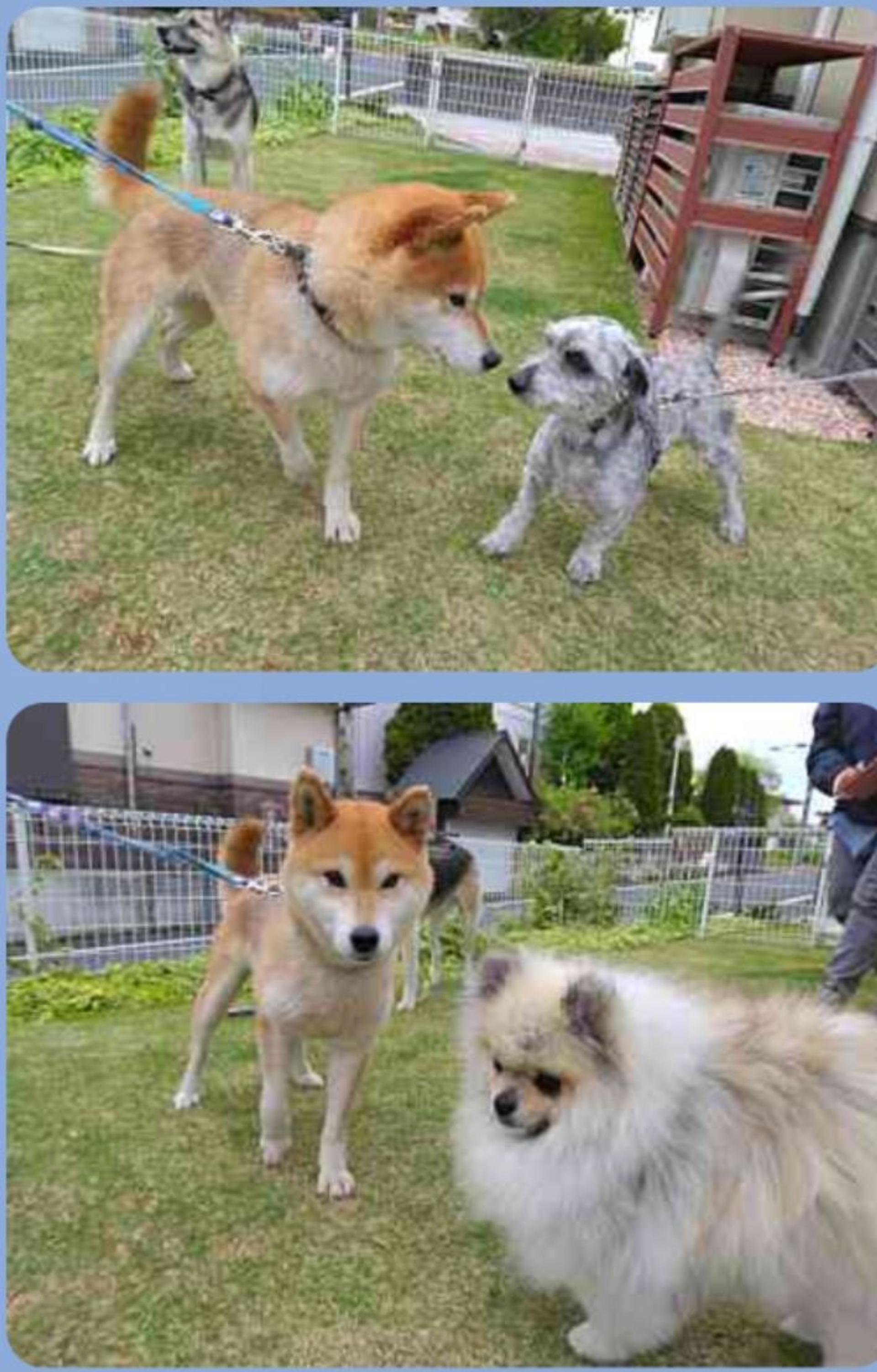 pet-image-7