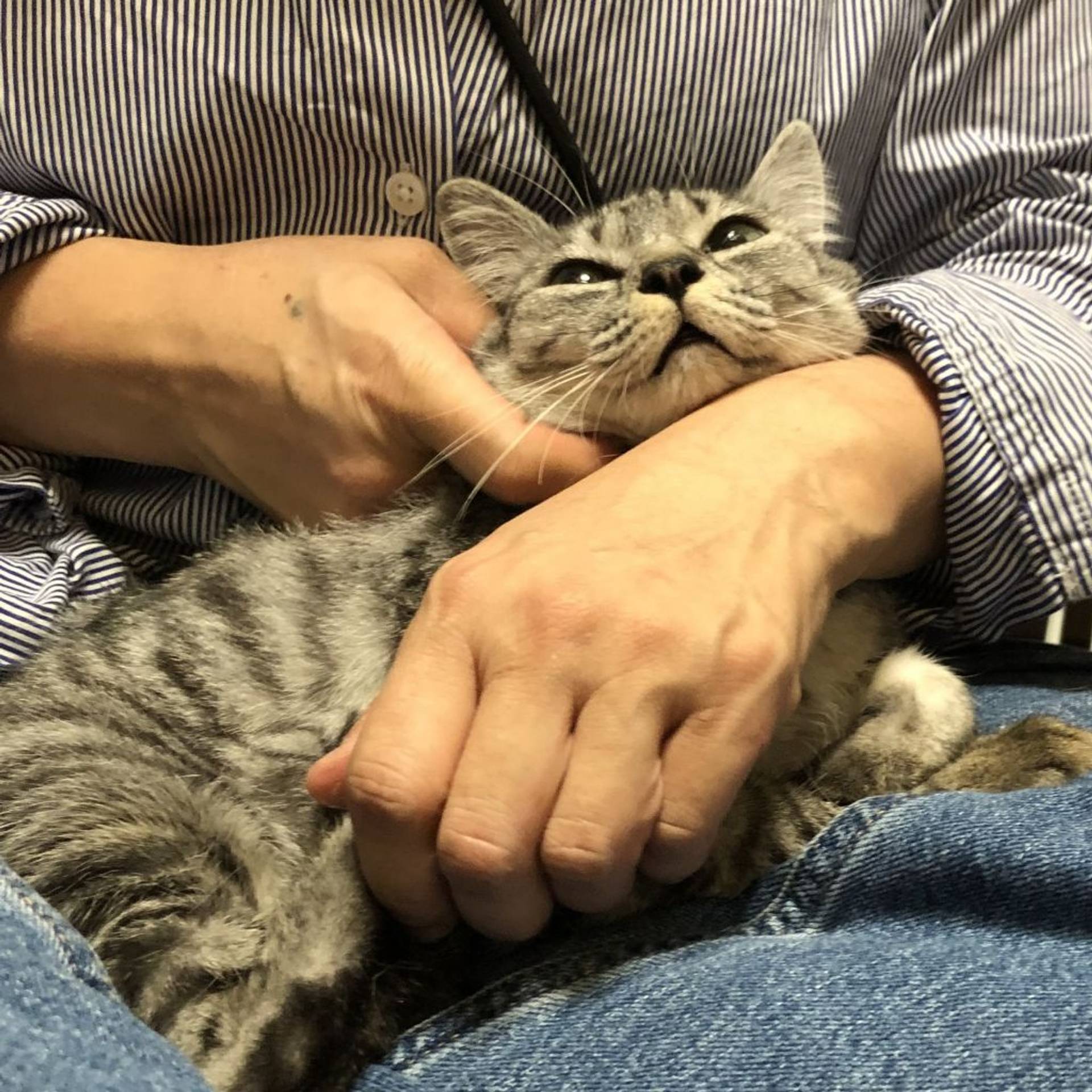 雑種（ミックス猫）・メスの里親募集の写真