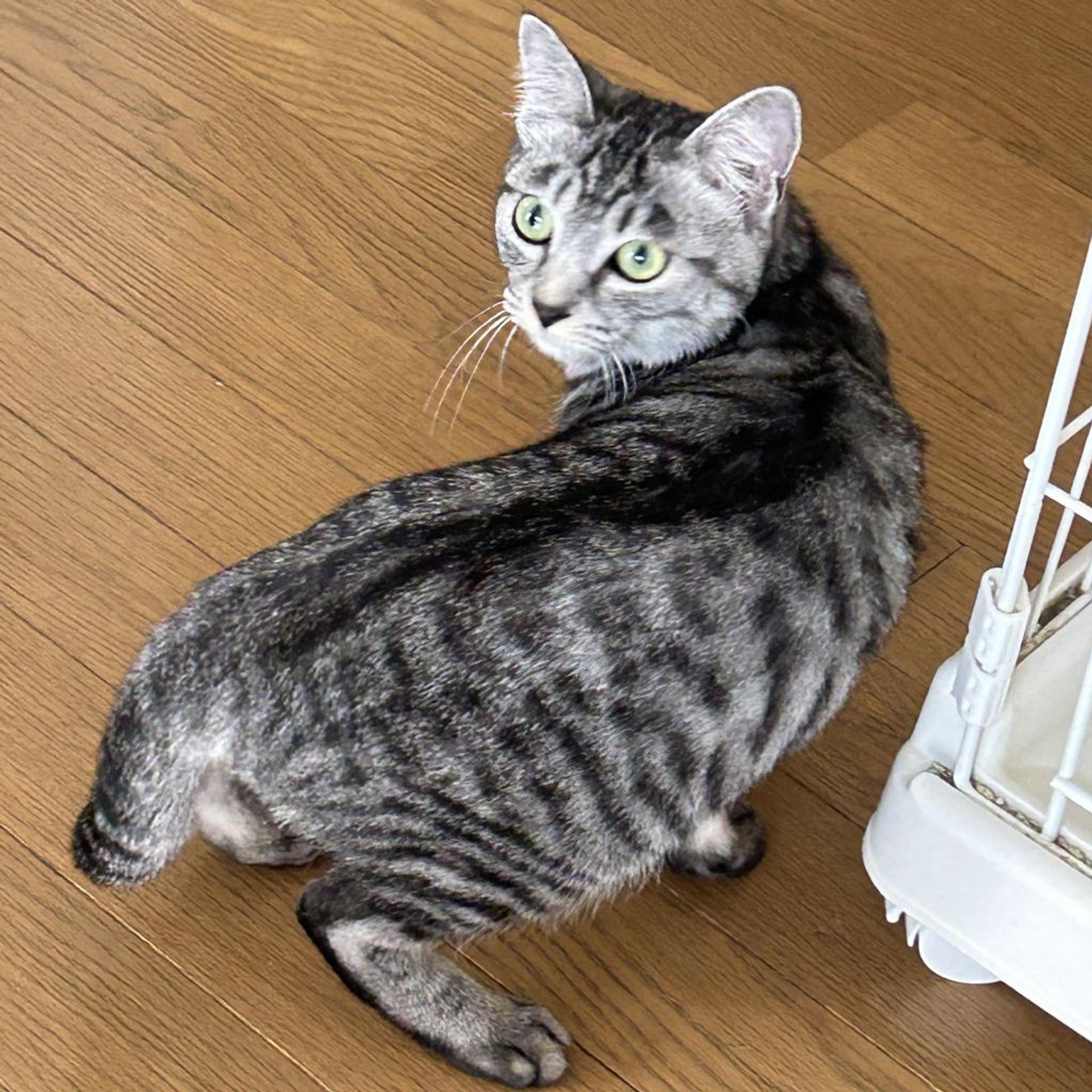 pet-image-2