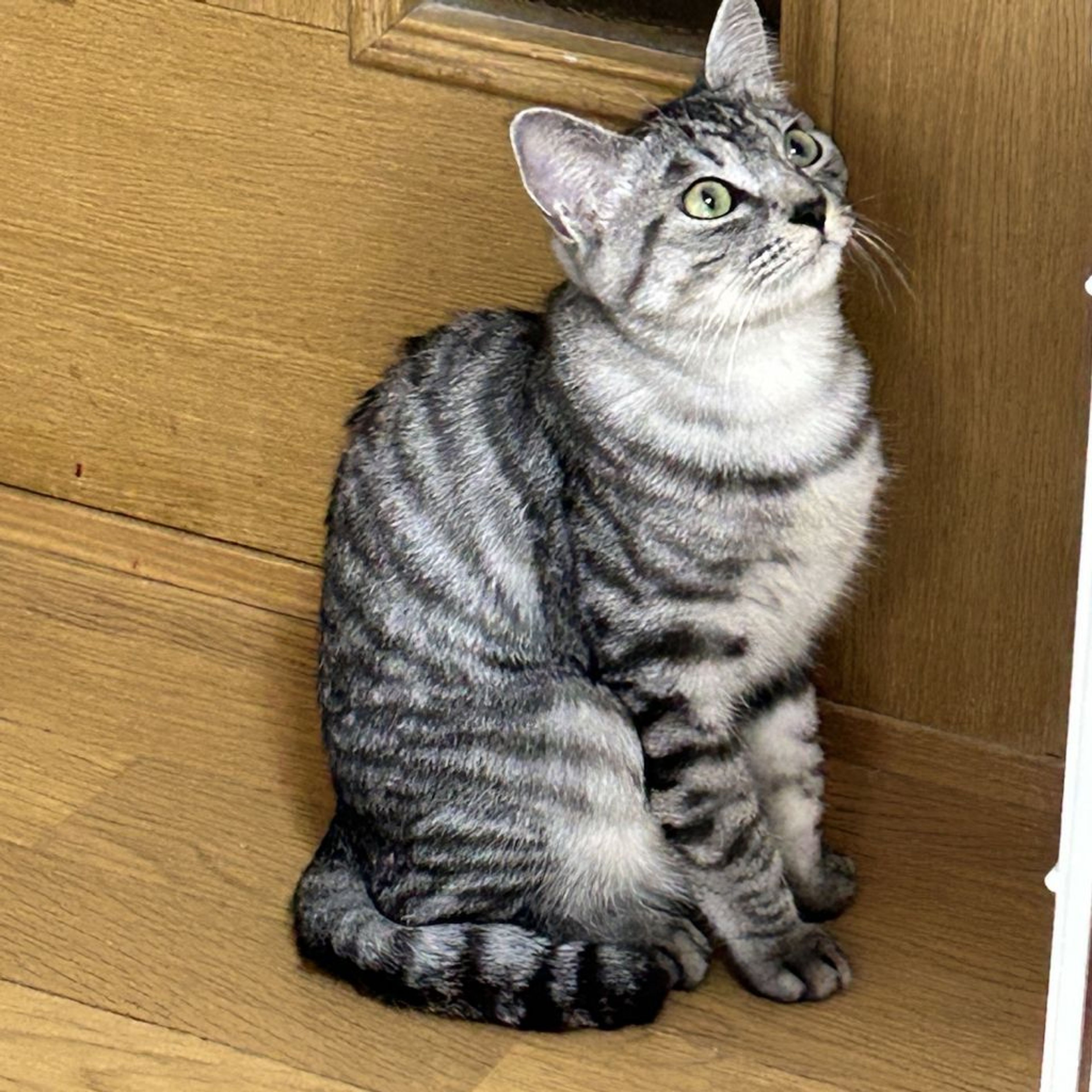pet-image-3
