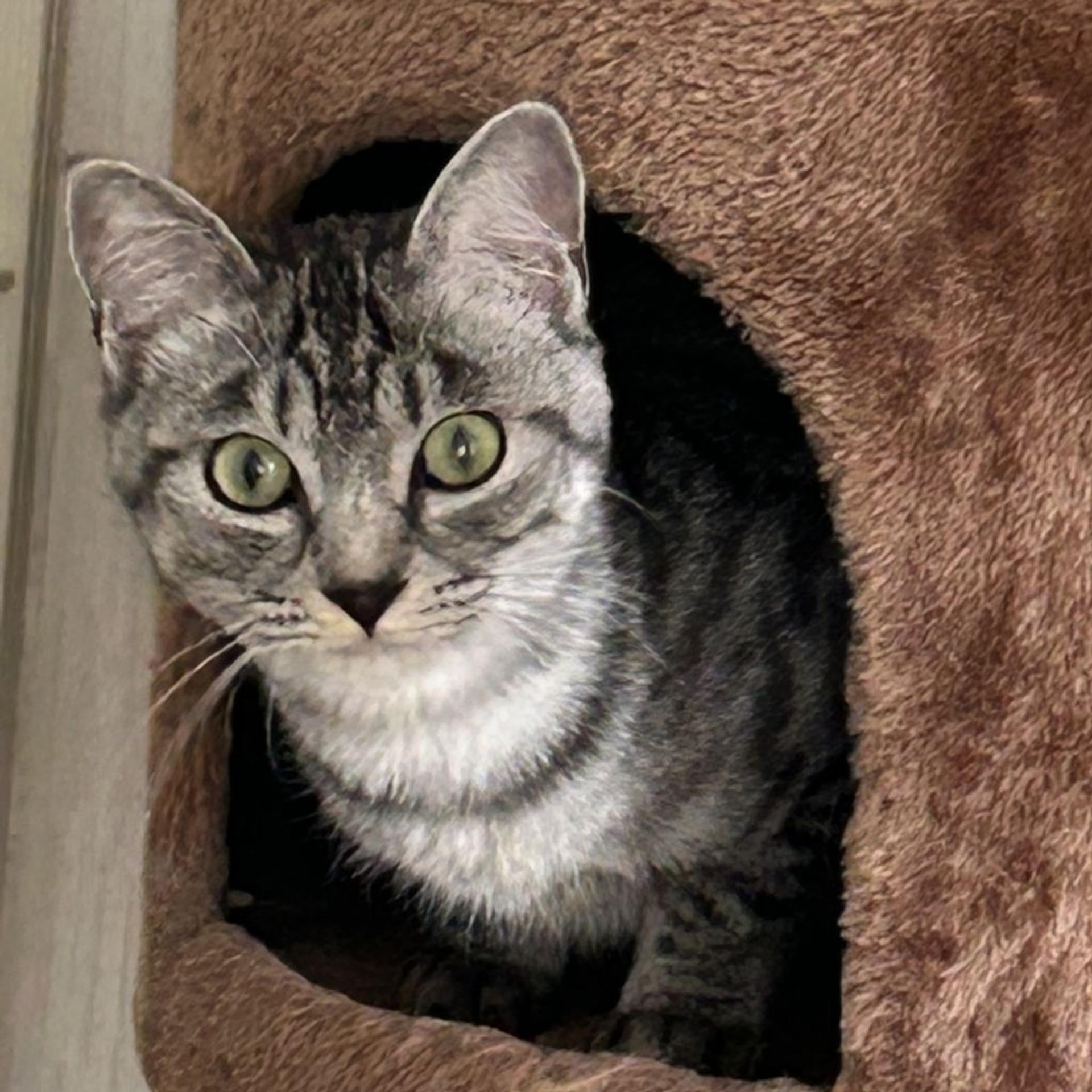 pet-image-4