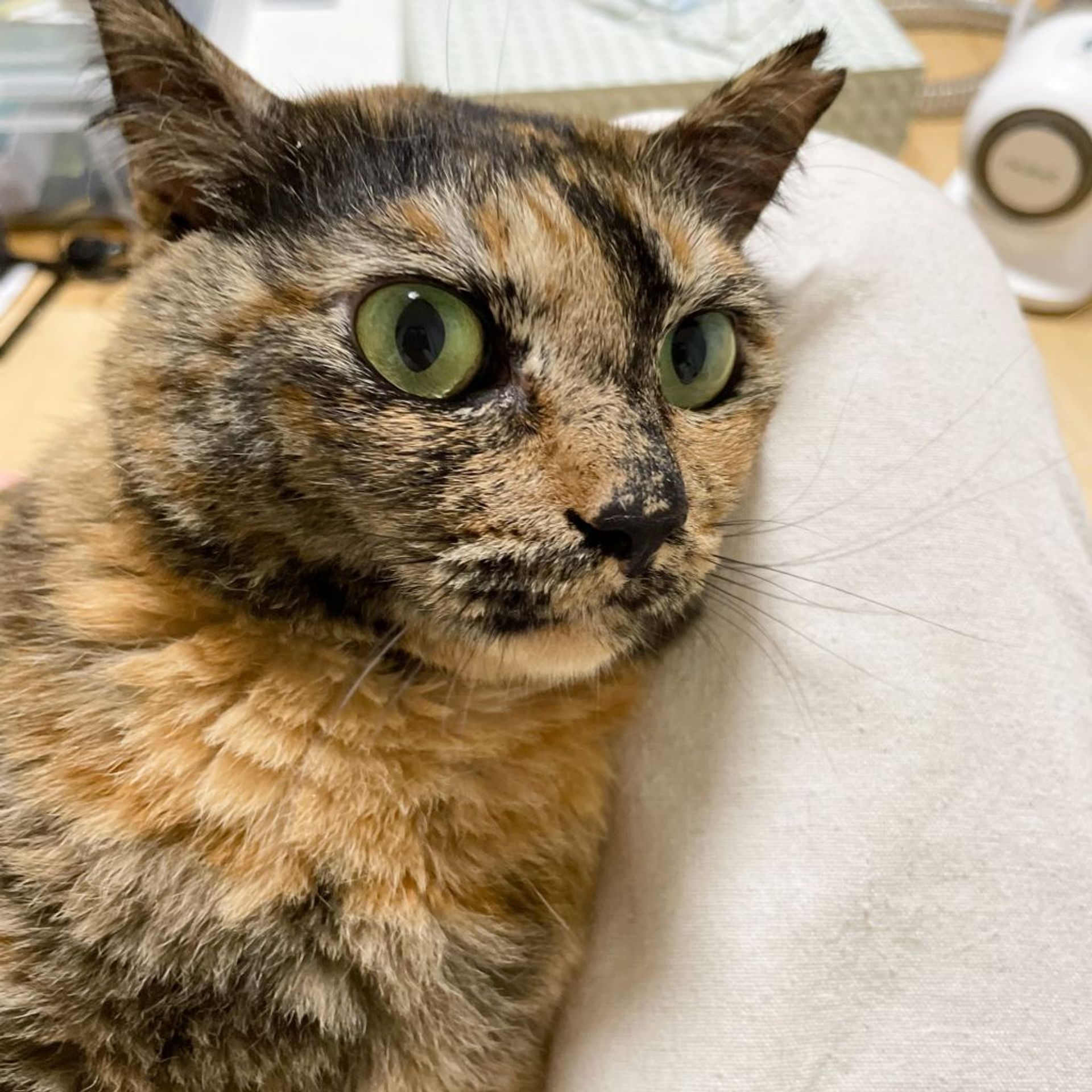 雑種（ミックス猫）・メスの里親募集の写真