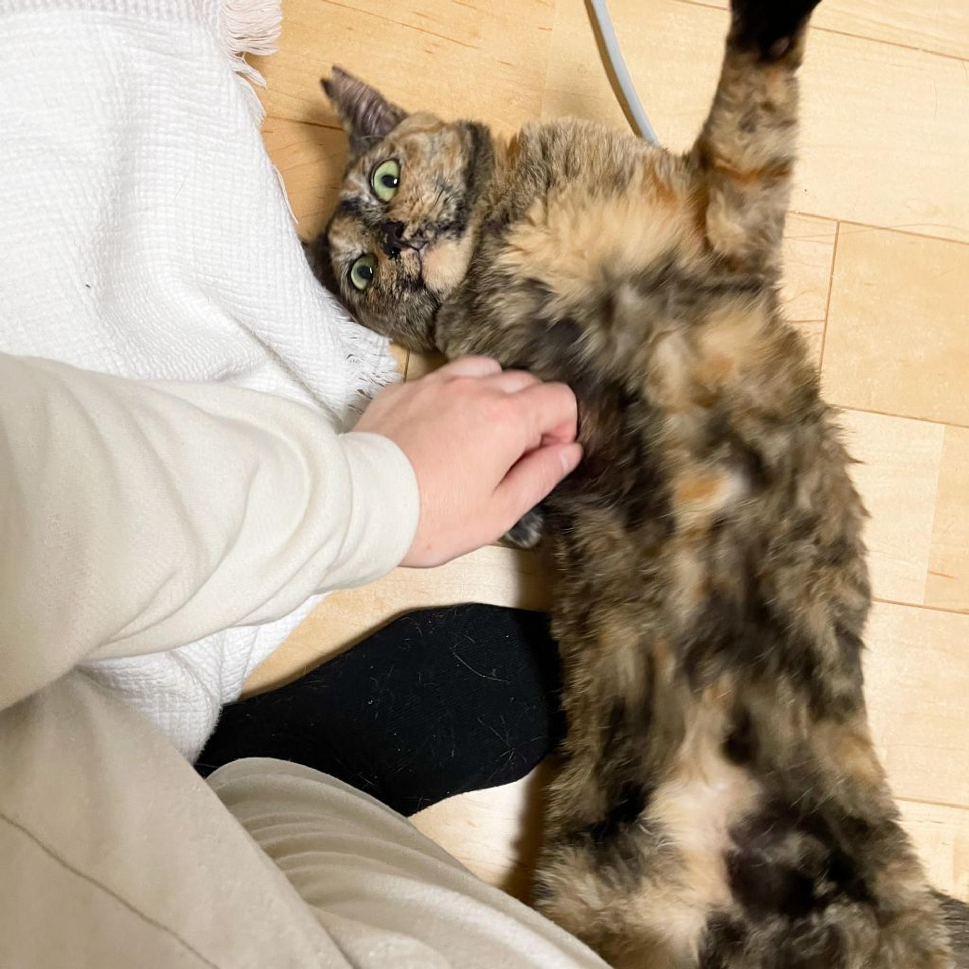 pet-image-4