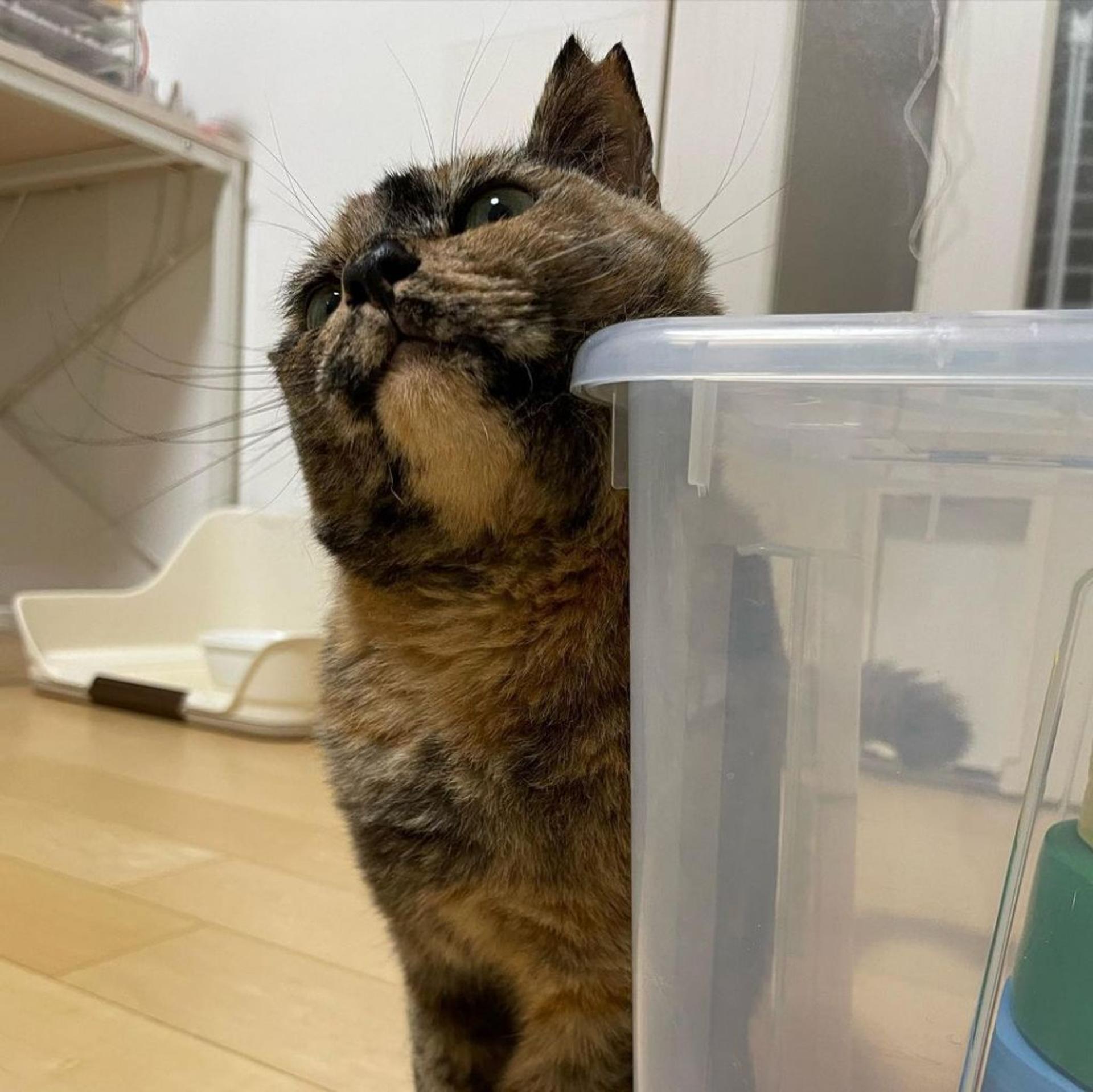 pet-image-5