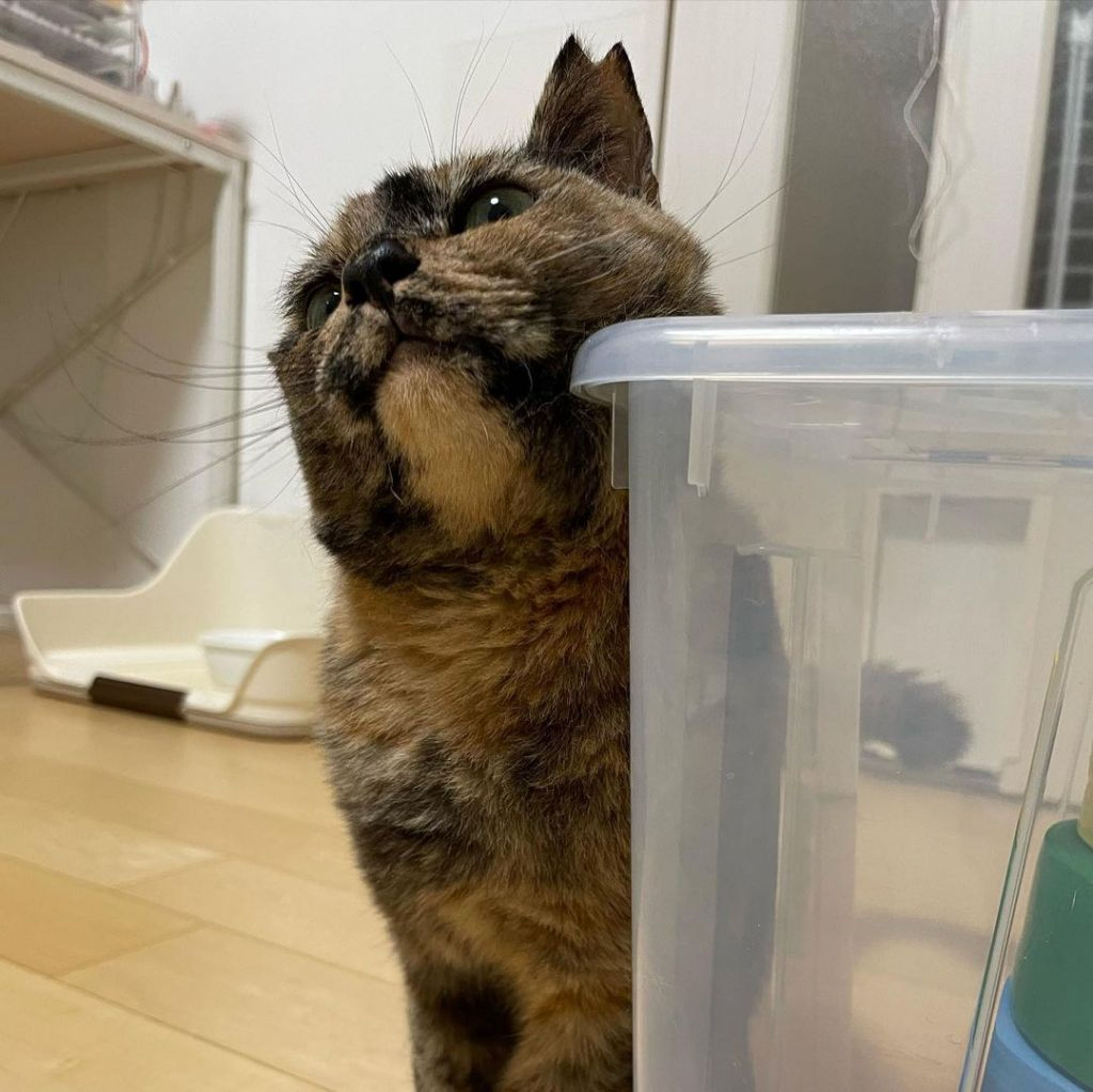 pet-image-5