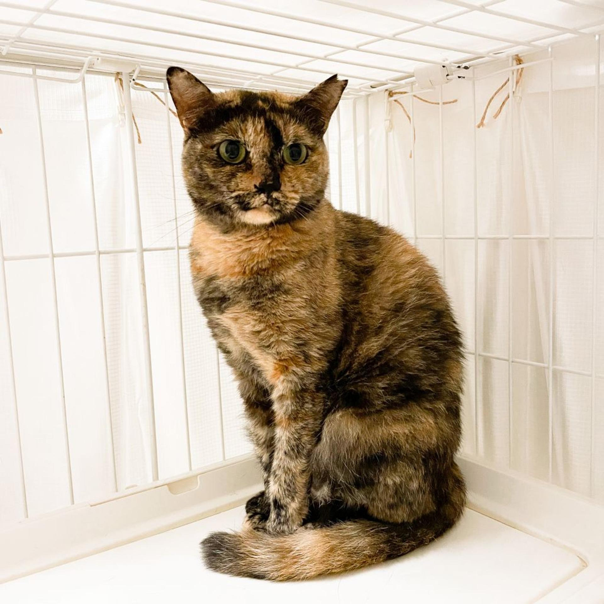 pet-image-6