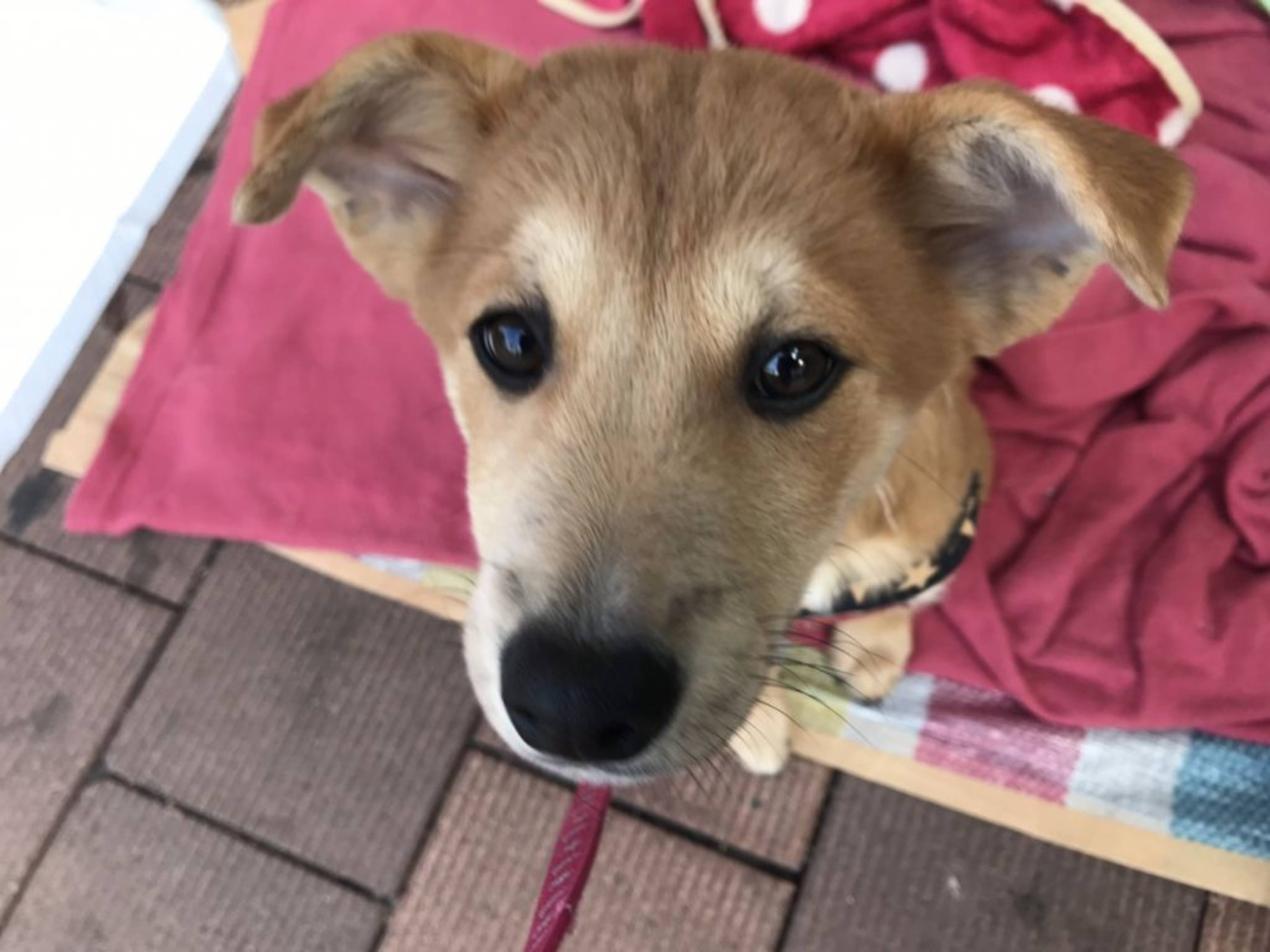 雑種（ミックス犬）・オスの里親募集の写真