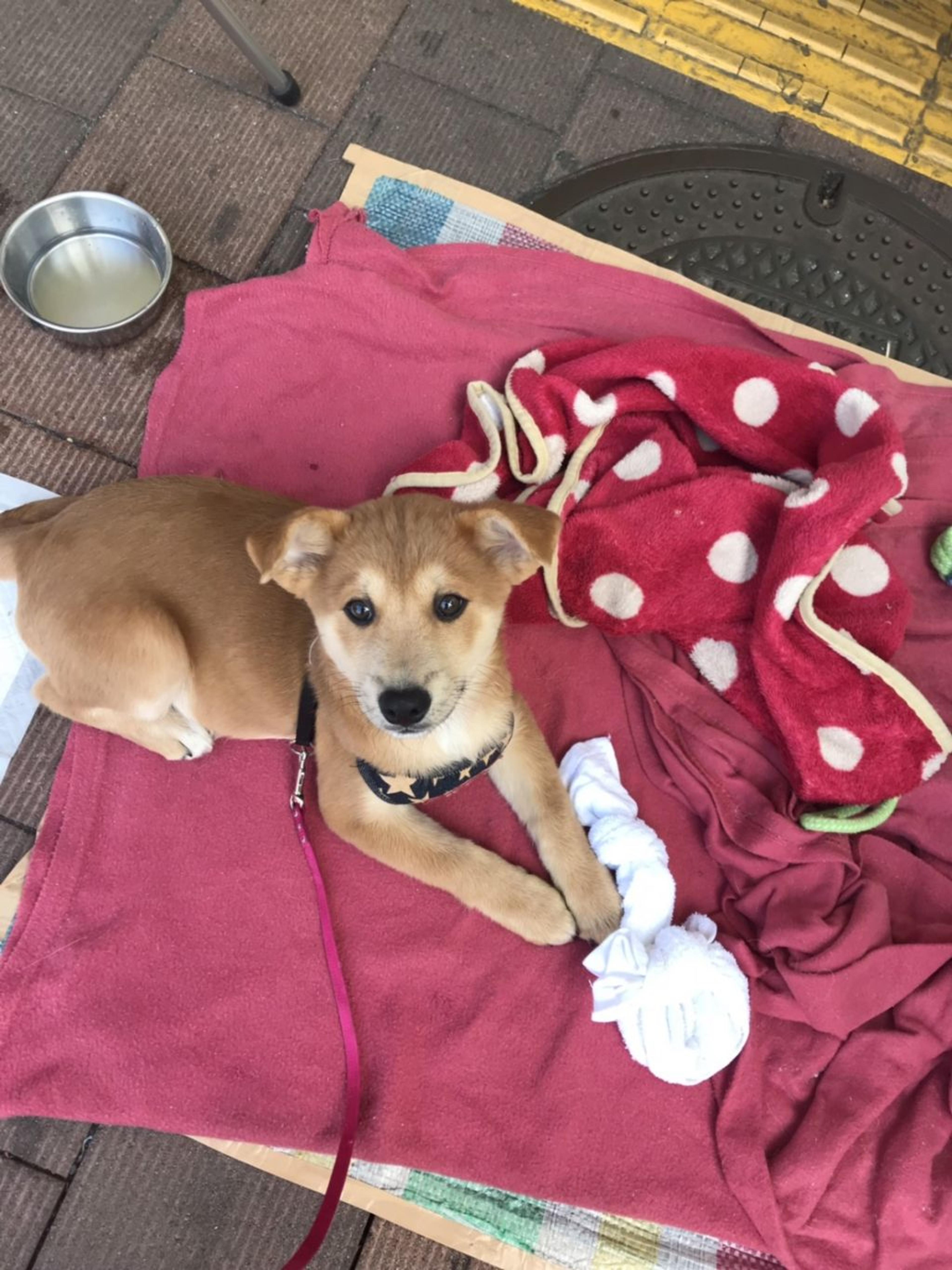 pet-image-2