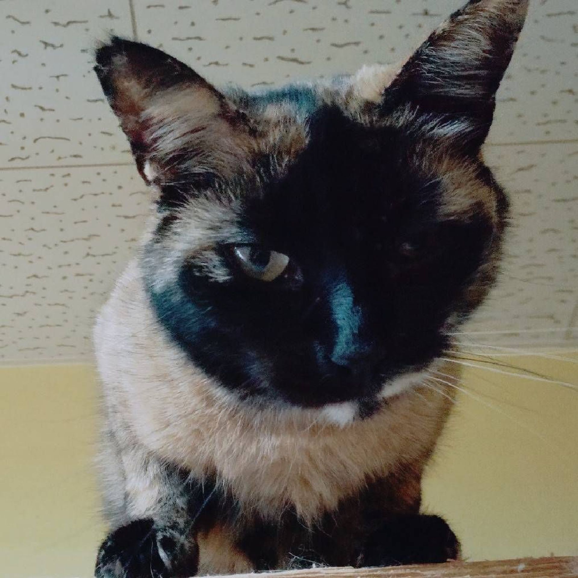 雑種（ミックス猫）・メスの里親募集の写真